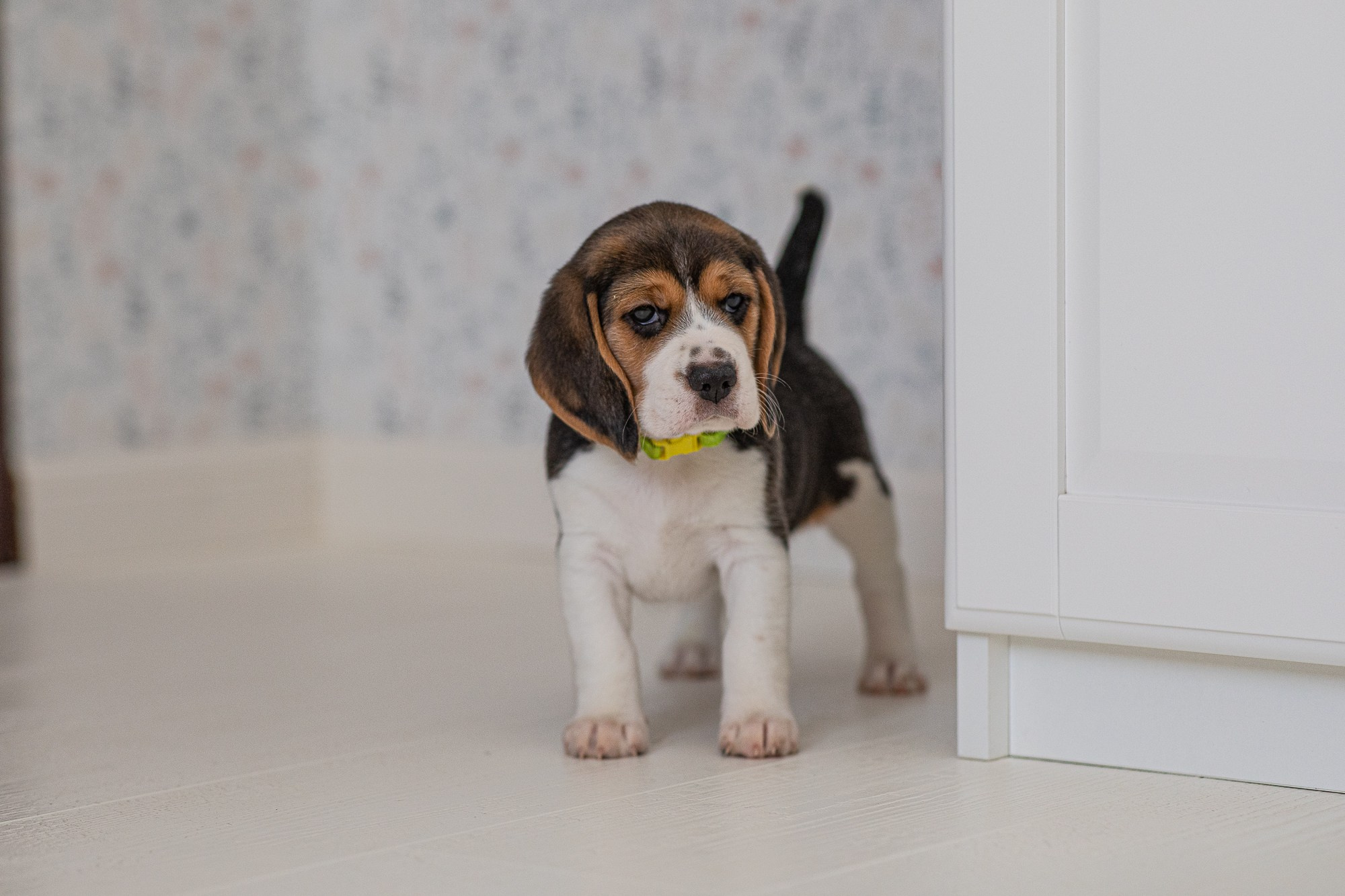 Помёты. Yana Karamysheva Animal Photo