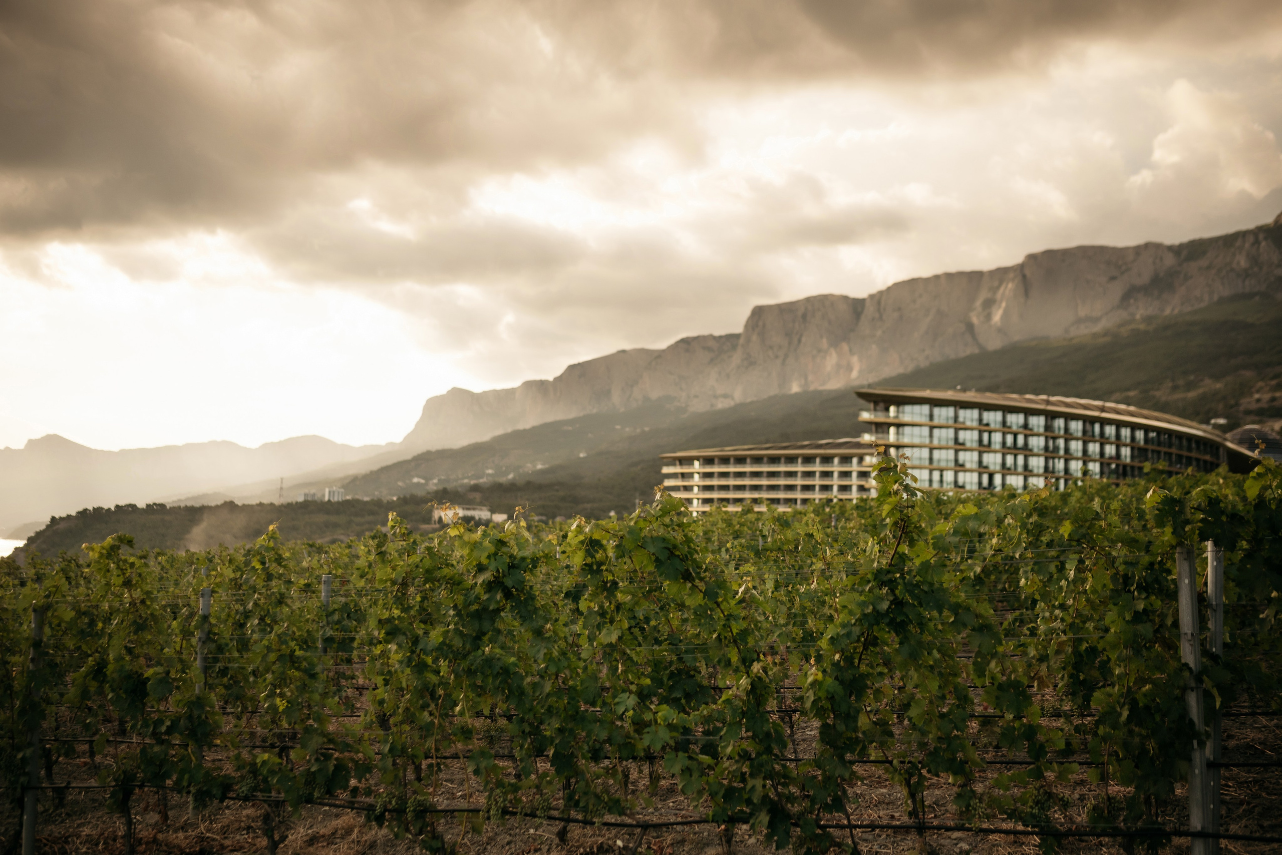 Свадьба в Винном парке в Крыму. Свадебный и семейный фотограф и видеограф, Крым, Москва, Санкт -Петербург