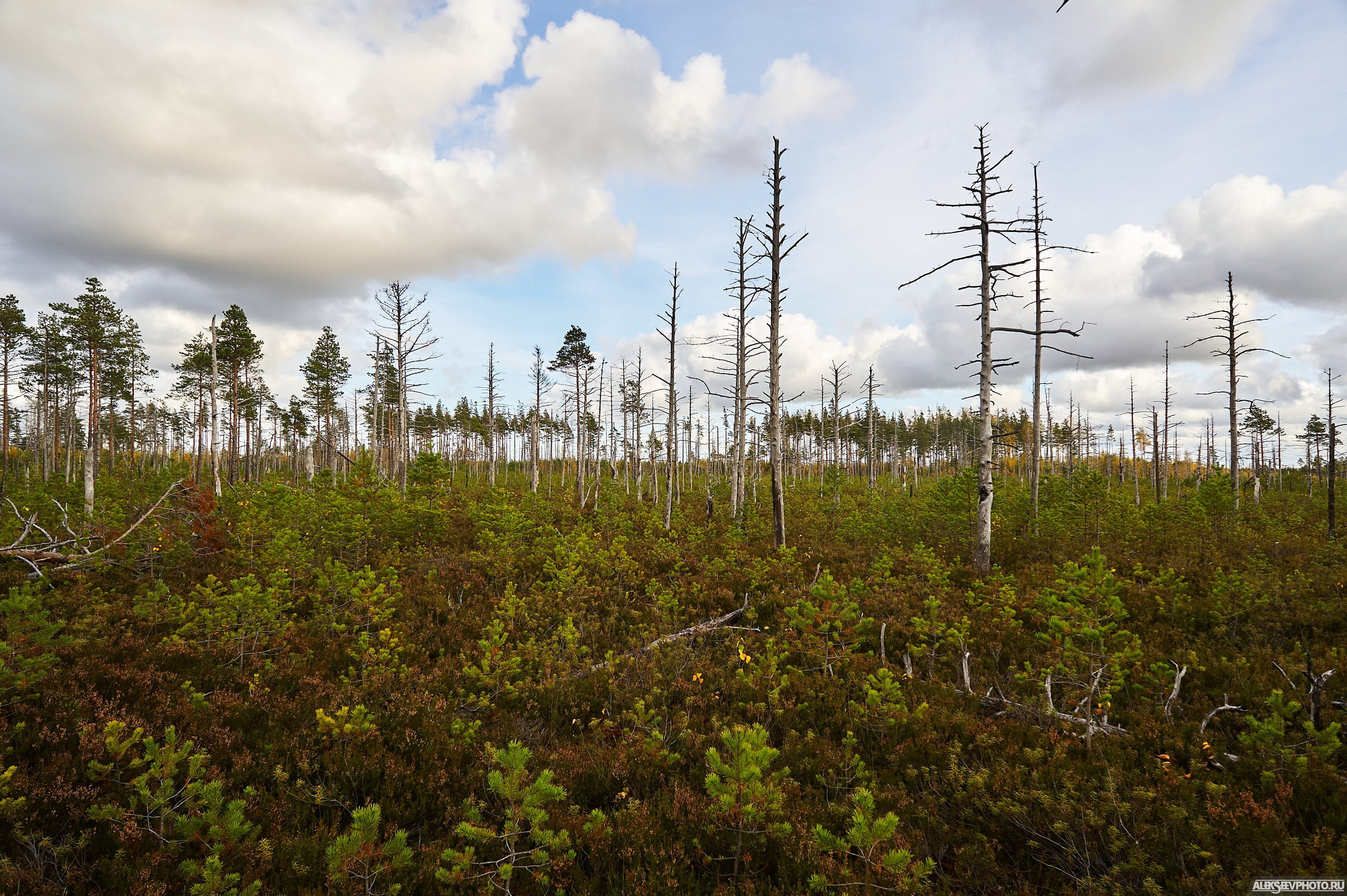 2020.10.10 — Финал Кубка ДОСААФ — спецучастки 1го дня. Фотограф Алексей Алексеев