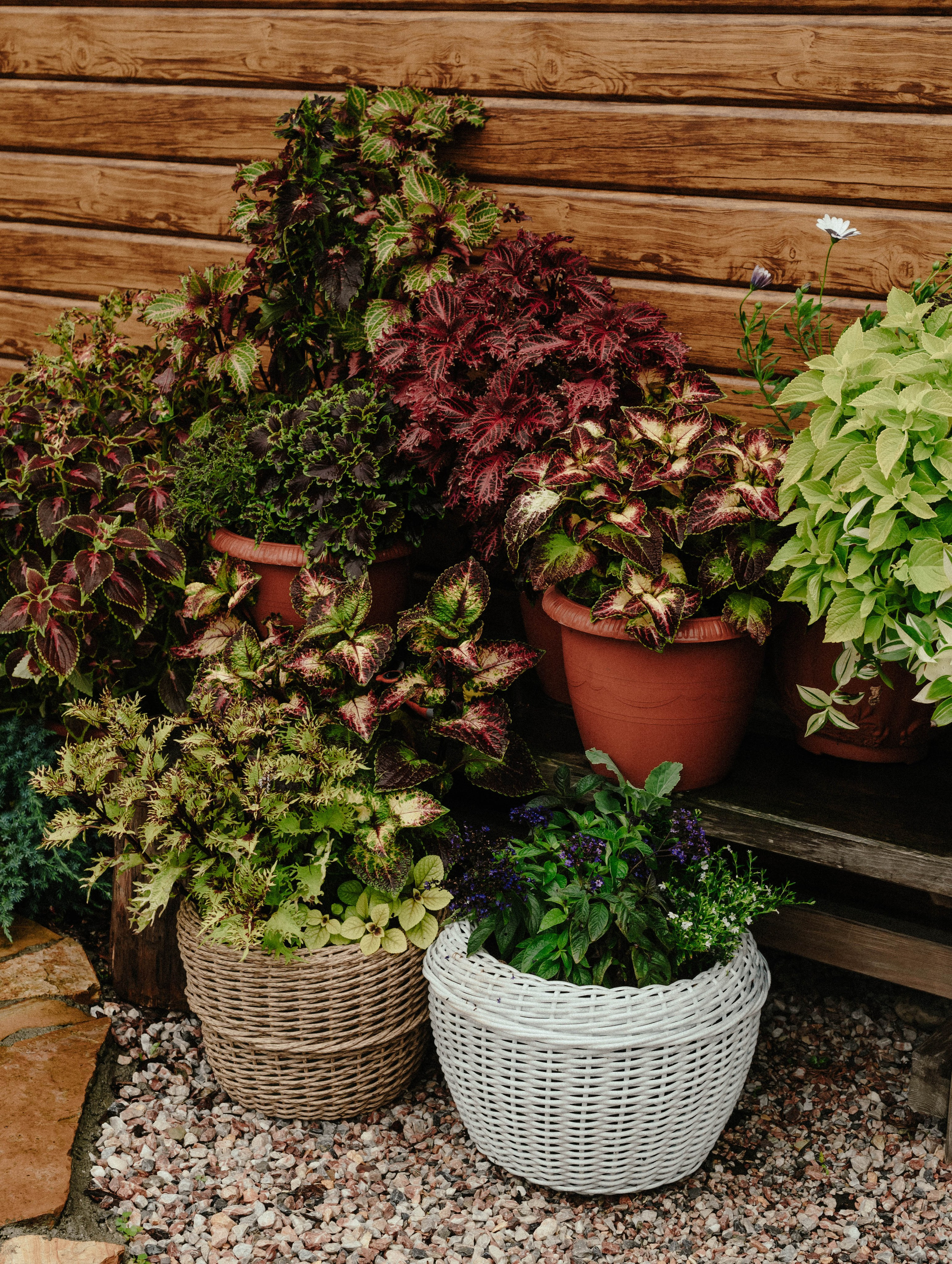 Лесное царство Оксаны. Свадебный и семейный фотограф в Новосибирске, Санкт-Петербурге, Москве