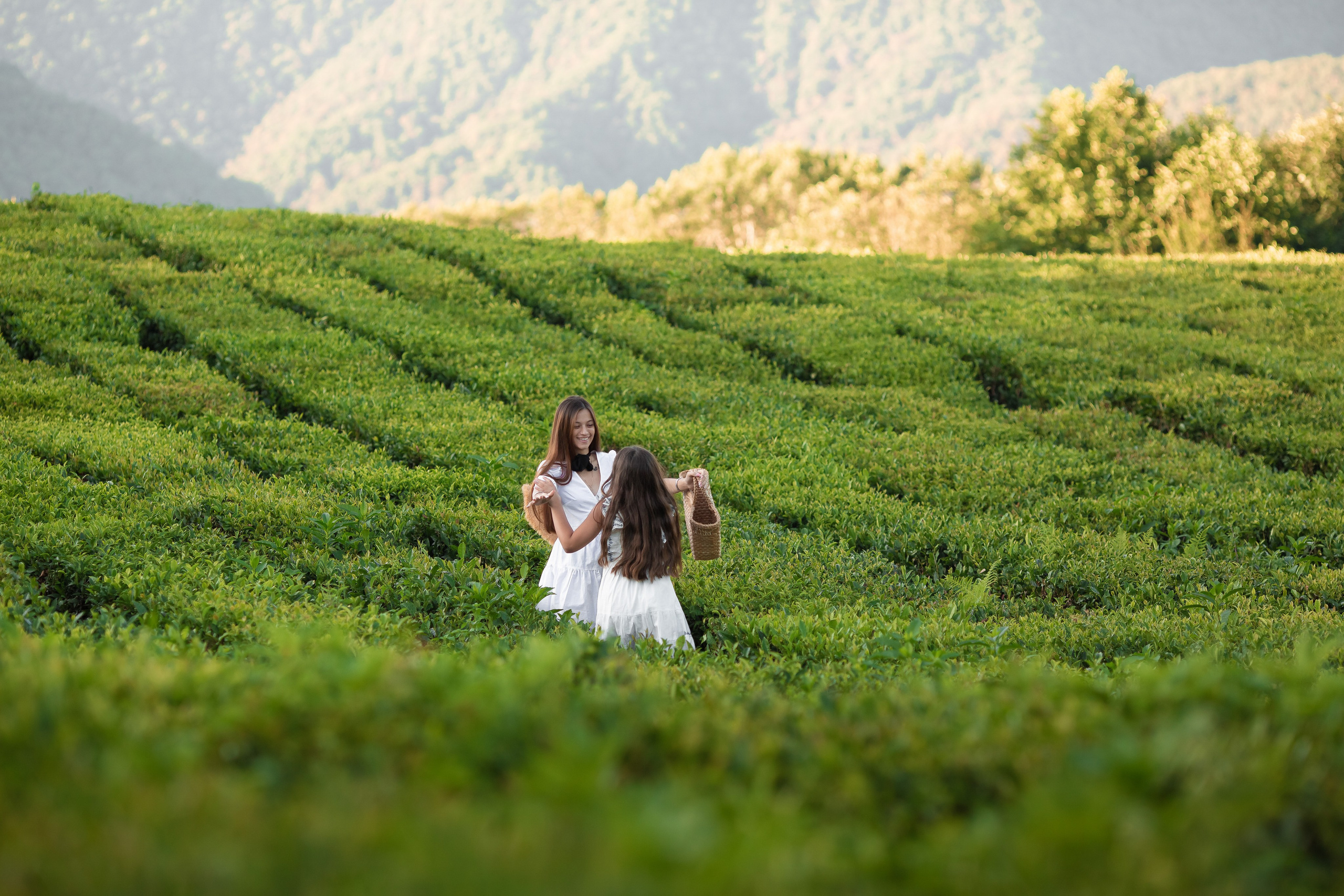 Чайная плантация. Сочи. Семейный и детский фотограф в Краснодарском крае Натали Фищенко