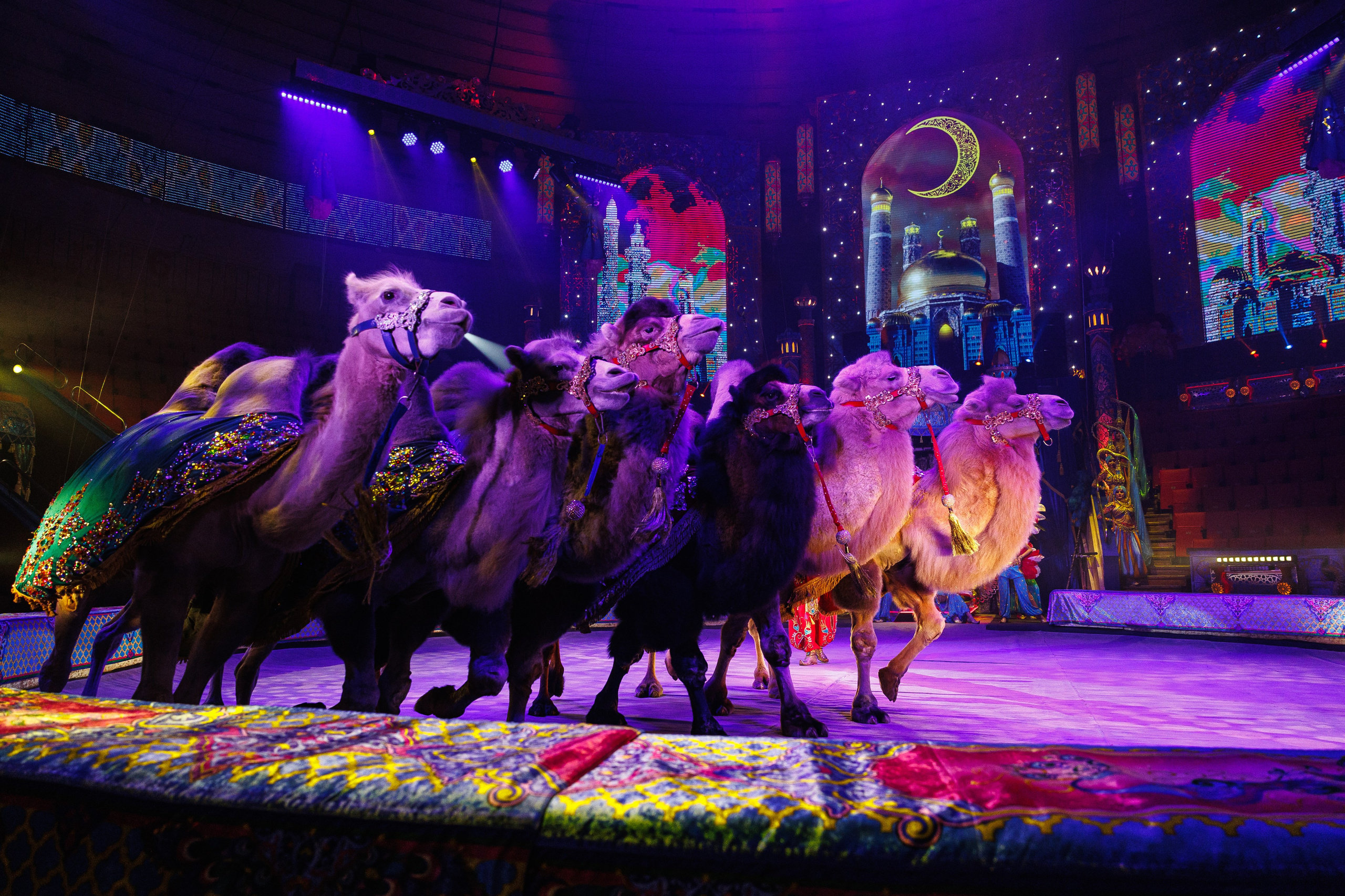 Цирк «Песчаная Сказка». Фотограф Ставрополь Петр Голубенко