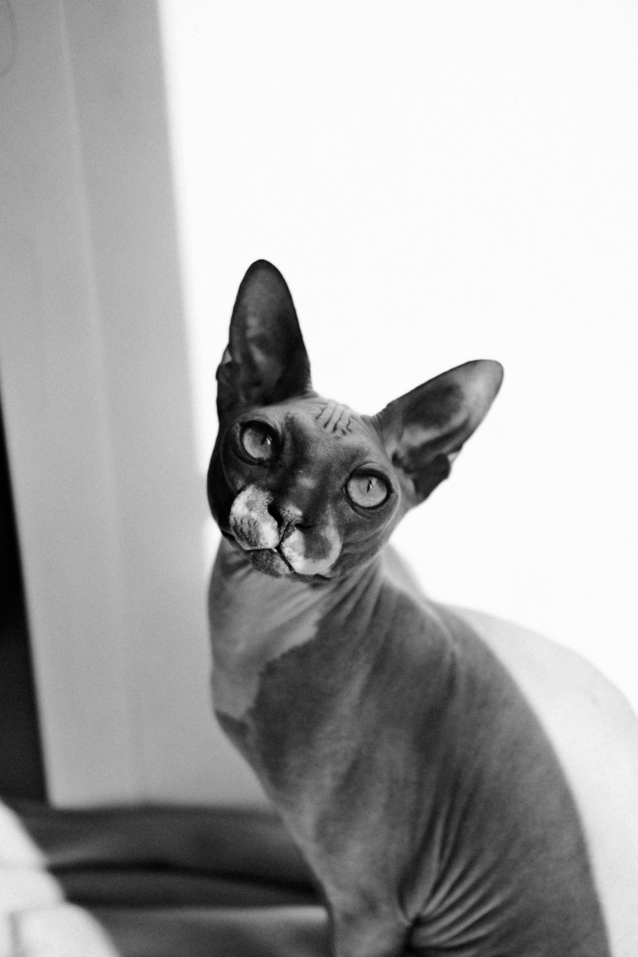 Кошки и собаки. Михаил Долганов