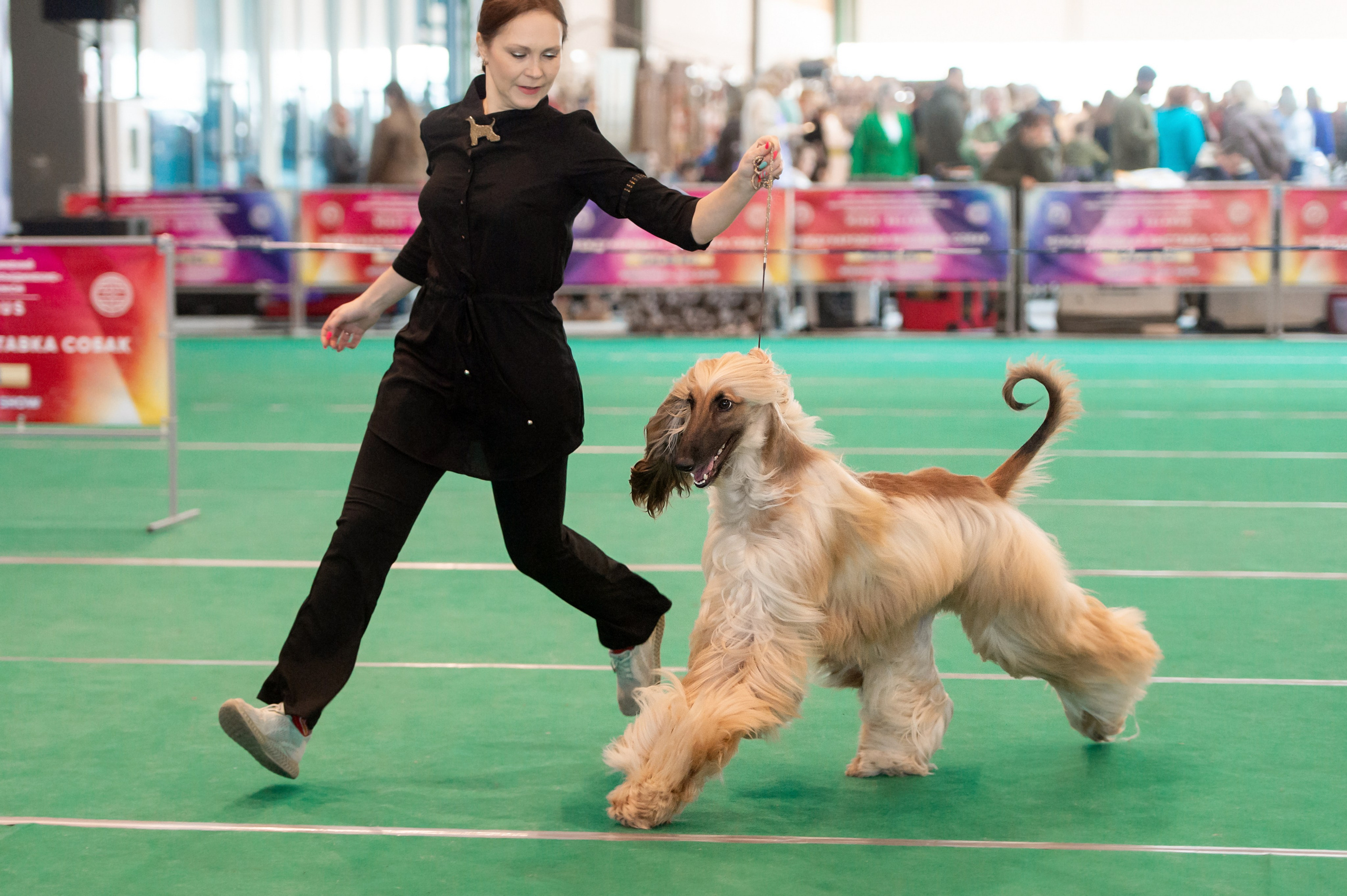 Международная выставка собак 01.03.2026. Галерея фотографий афганской борзой