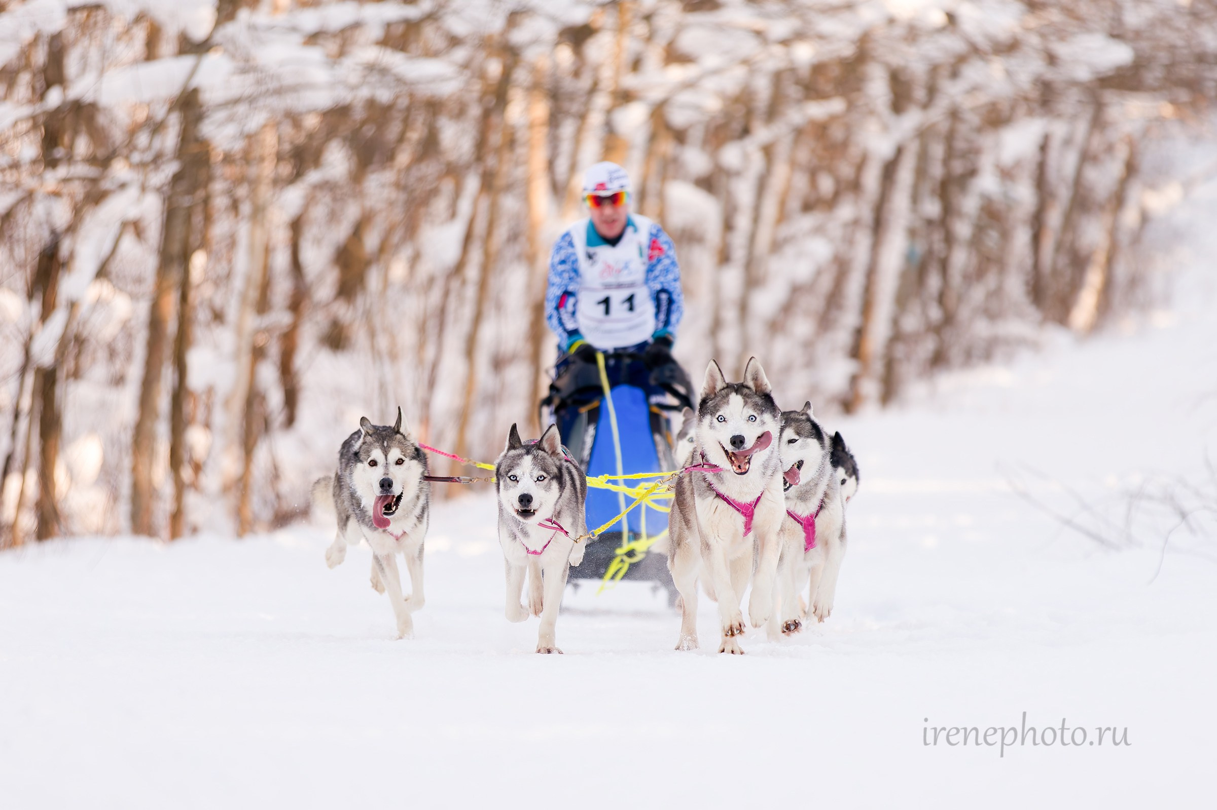 Чемпионат и Первенство Ленобласти — зима 2026. Irenephoto.ru