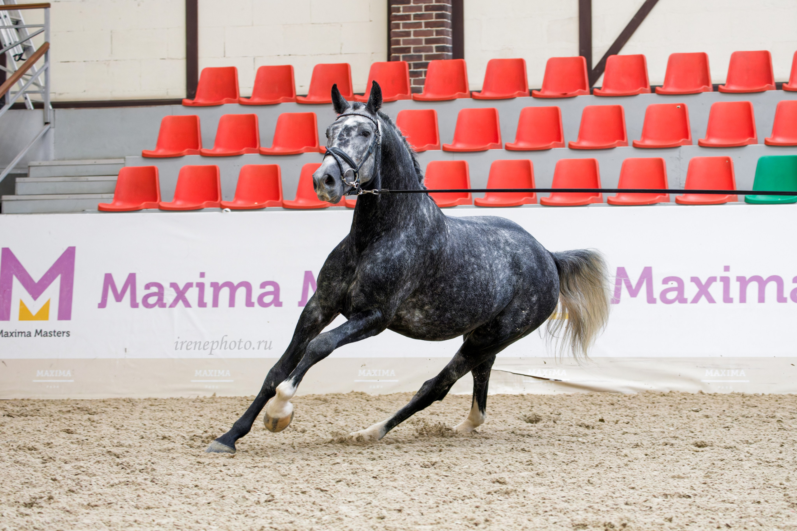 Конная Россия 2024 Оценка двигательных качеств. Irenephoto.ru