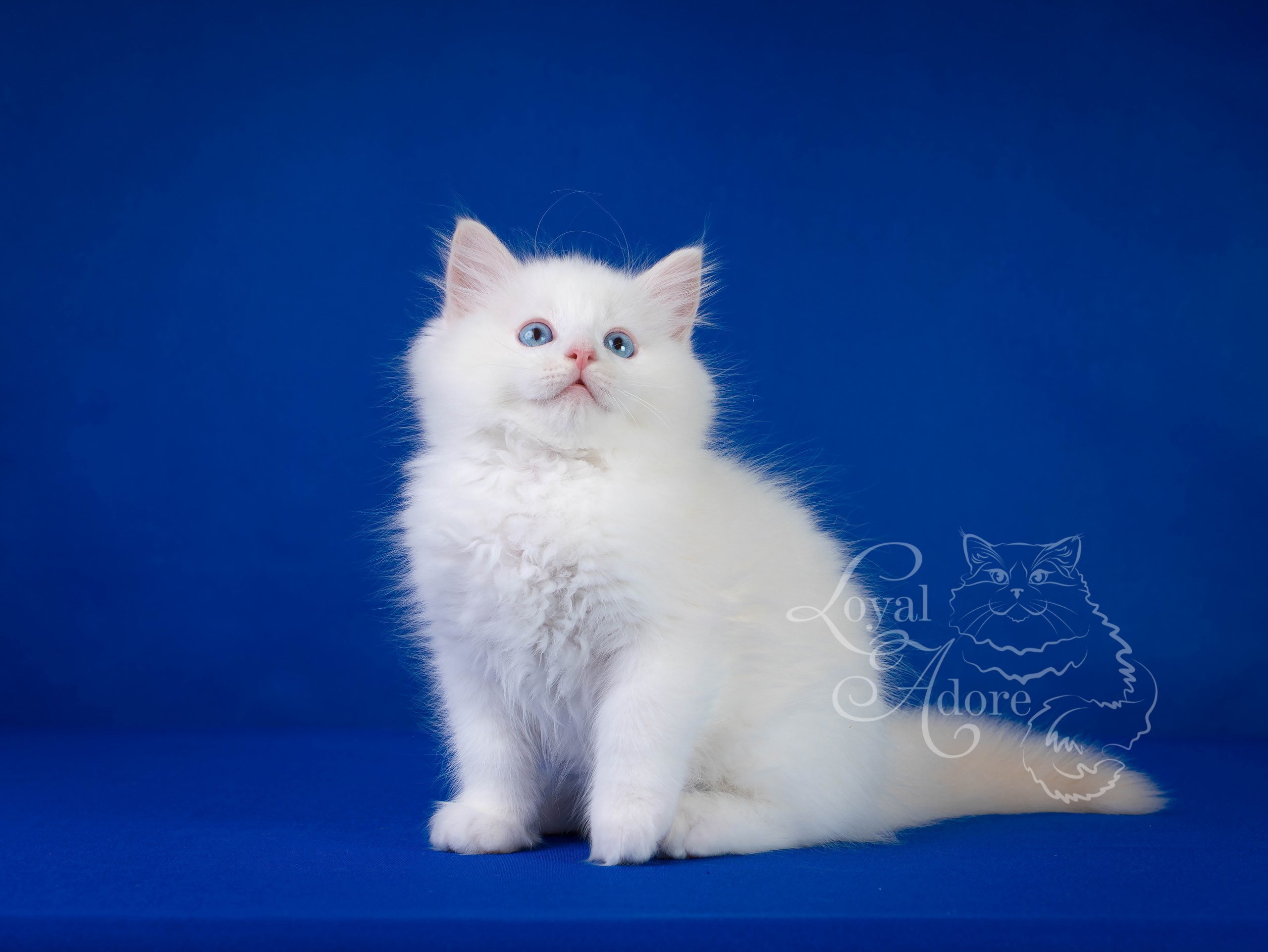 Котята рэгдолл от Loyal Adore. Питомник рэгдолл Loyal Adore