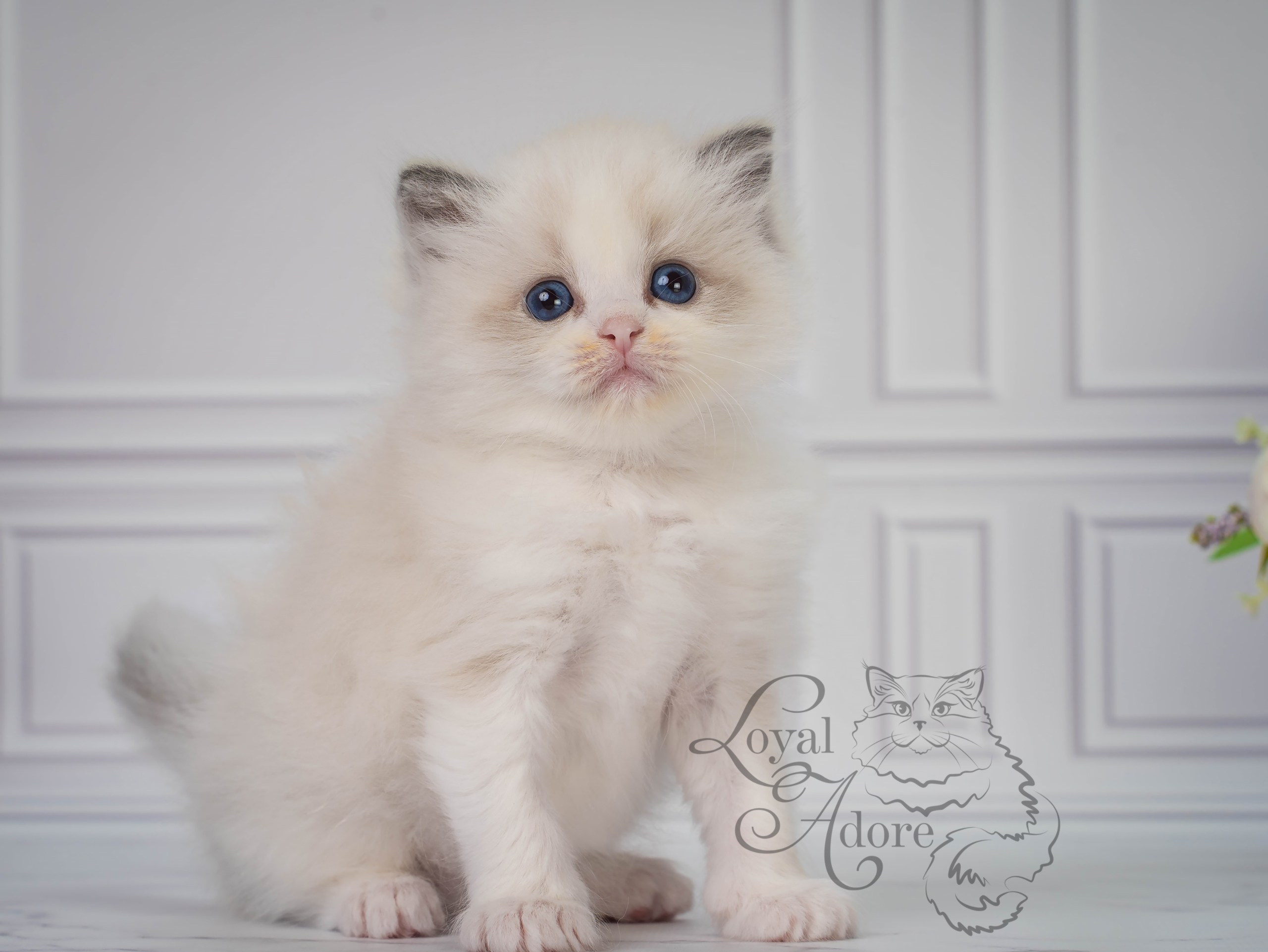 Все свободные котята. Питомник рэгдолл Loyal Adore