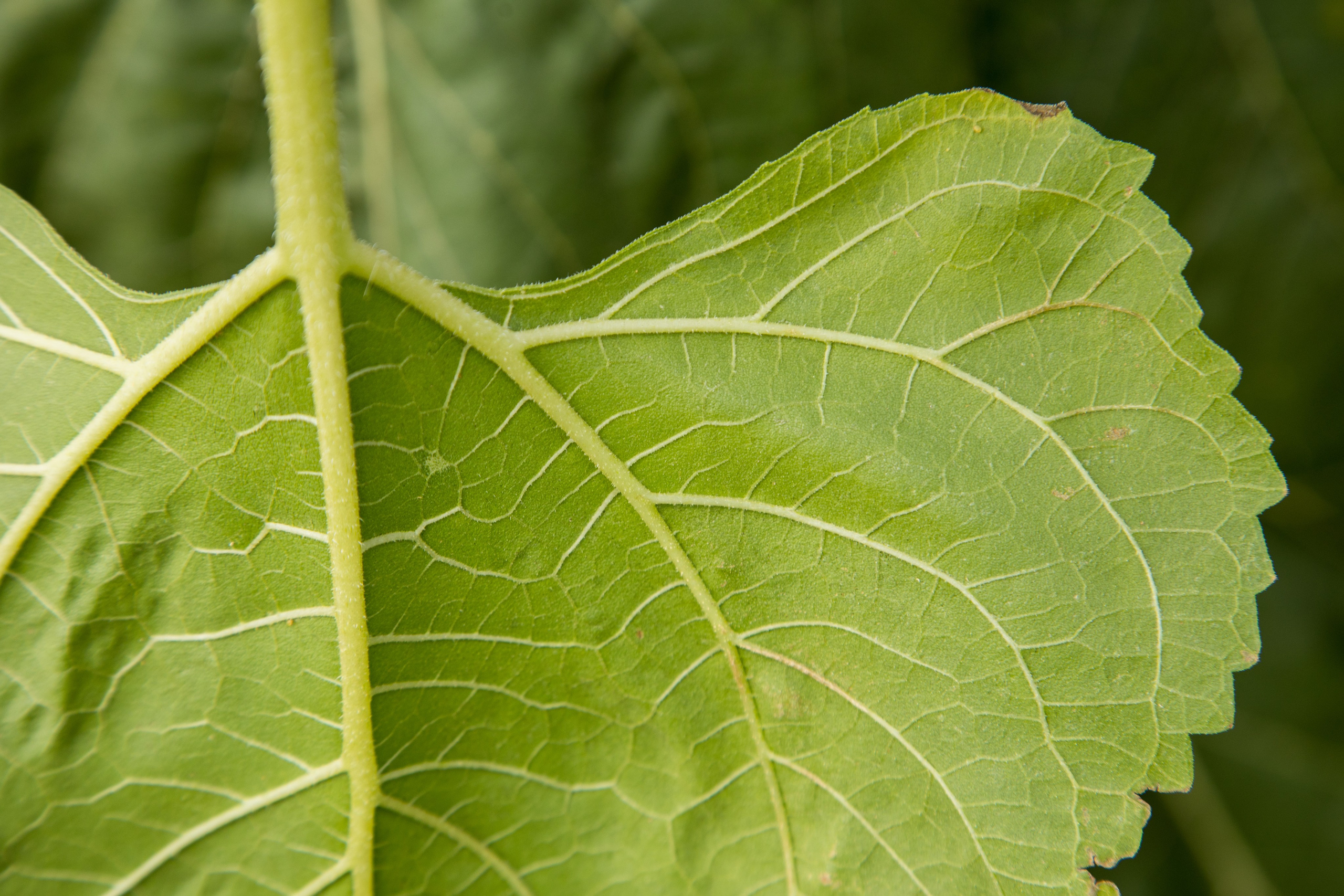 Решения для сельского хозяйства BASF 16.08.2022. Владислав Волков | Фотография и видеосъемка в Воронеже
