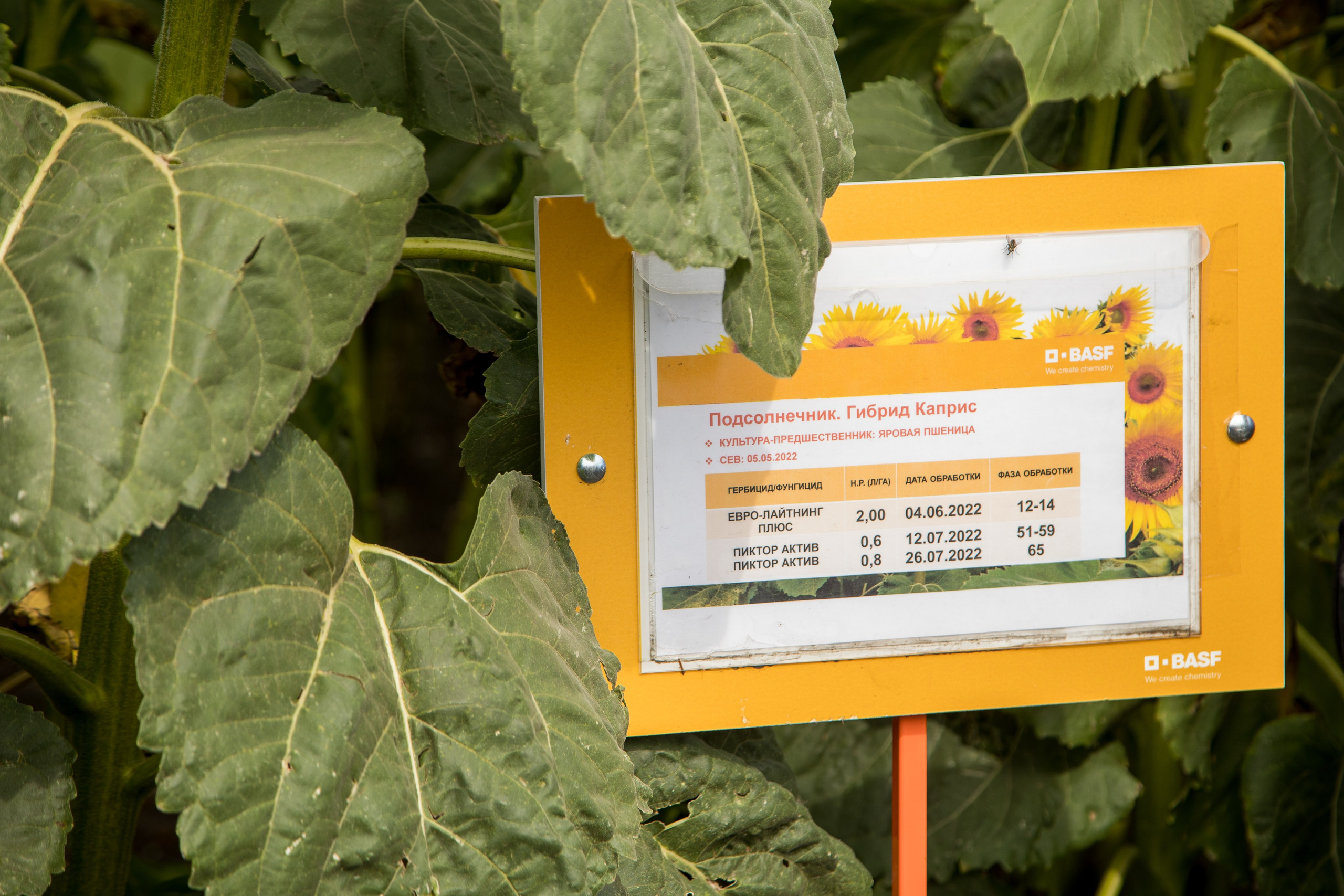 Решения для сельского хозяйства BASF 16.08.2022. Владислав Волков | Фотография и видеосъемка в Воронеже