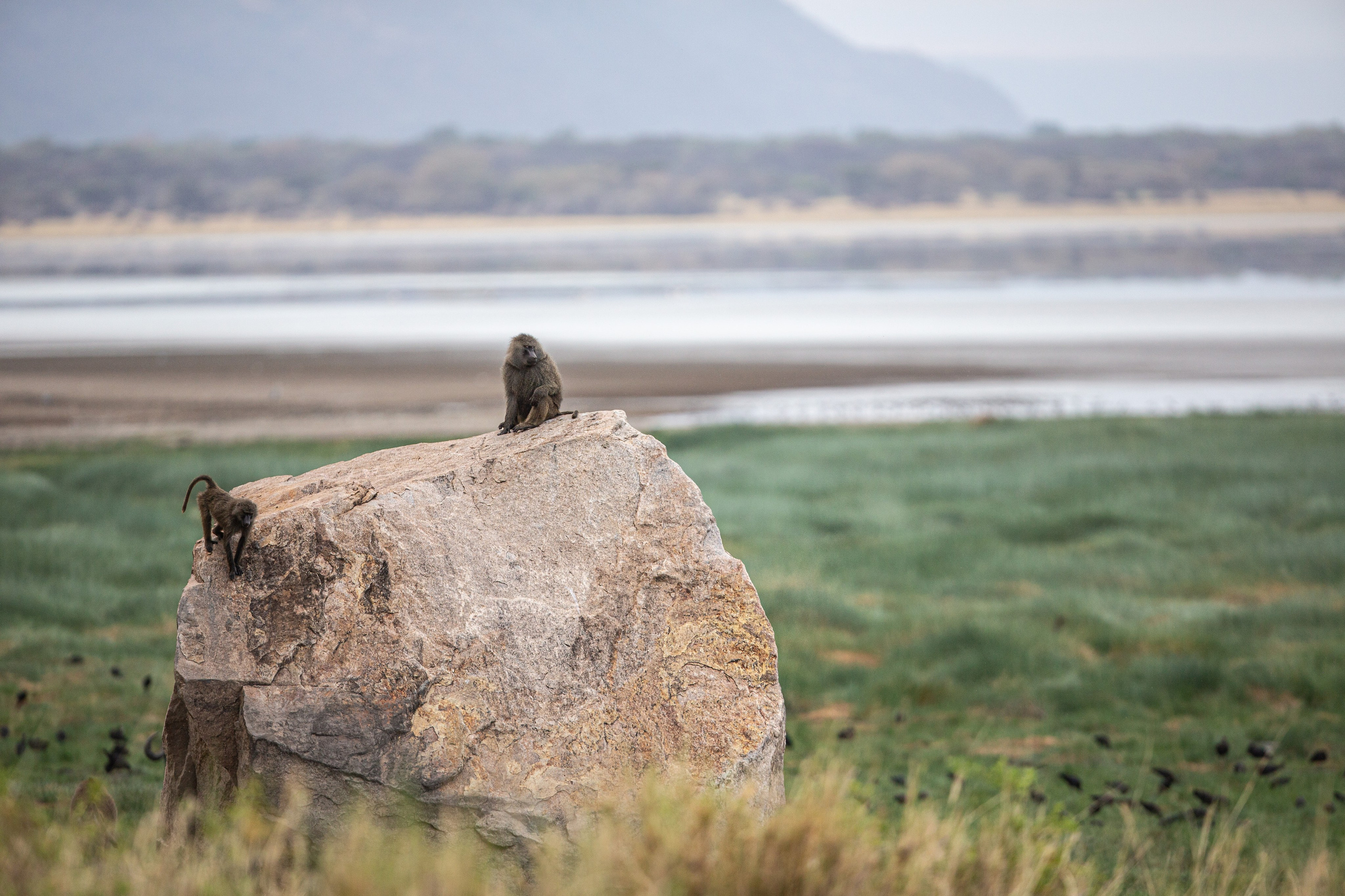Танзания. Добродеева Алла фотограф, Москва