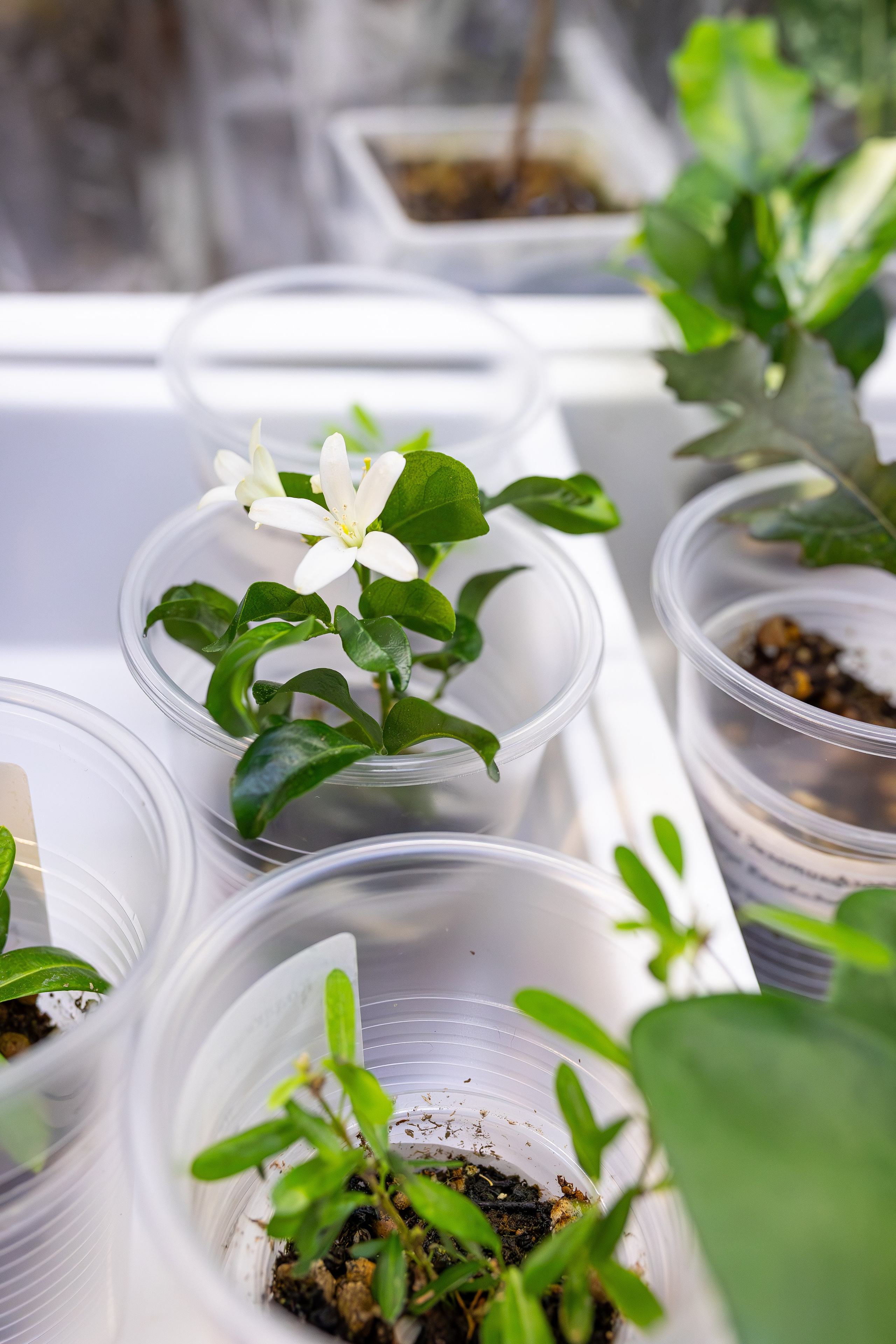 Монстериум апрель 2026. Александра Куликова фотограф, Москва