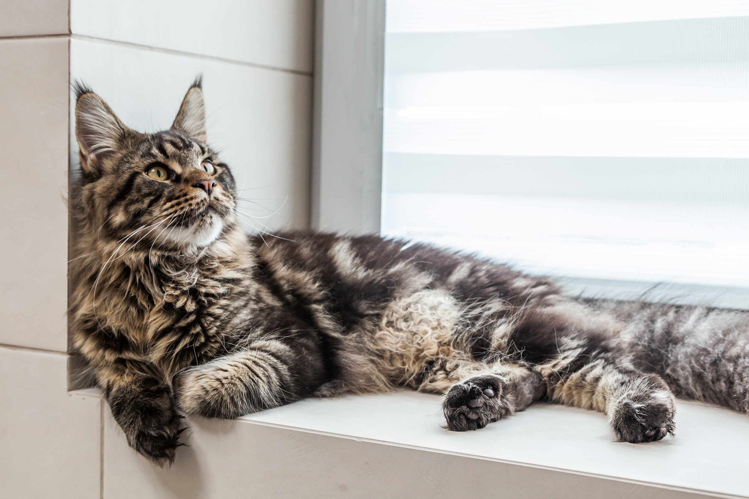 Трехкомнатная квартира с огромным котом. Фотограф для бизнеса Сергей Чирков. Город Ижевск, Удмуртия