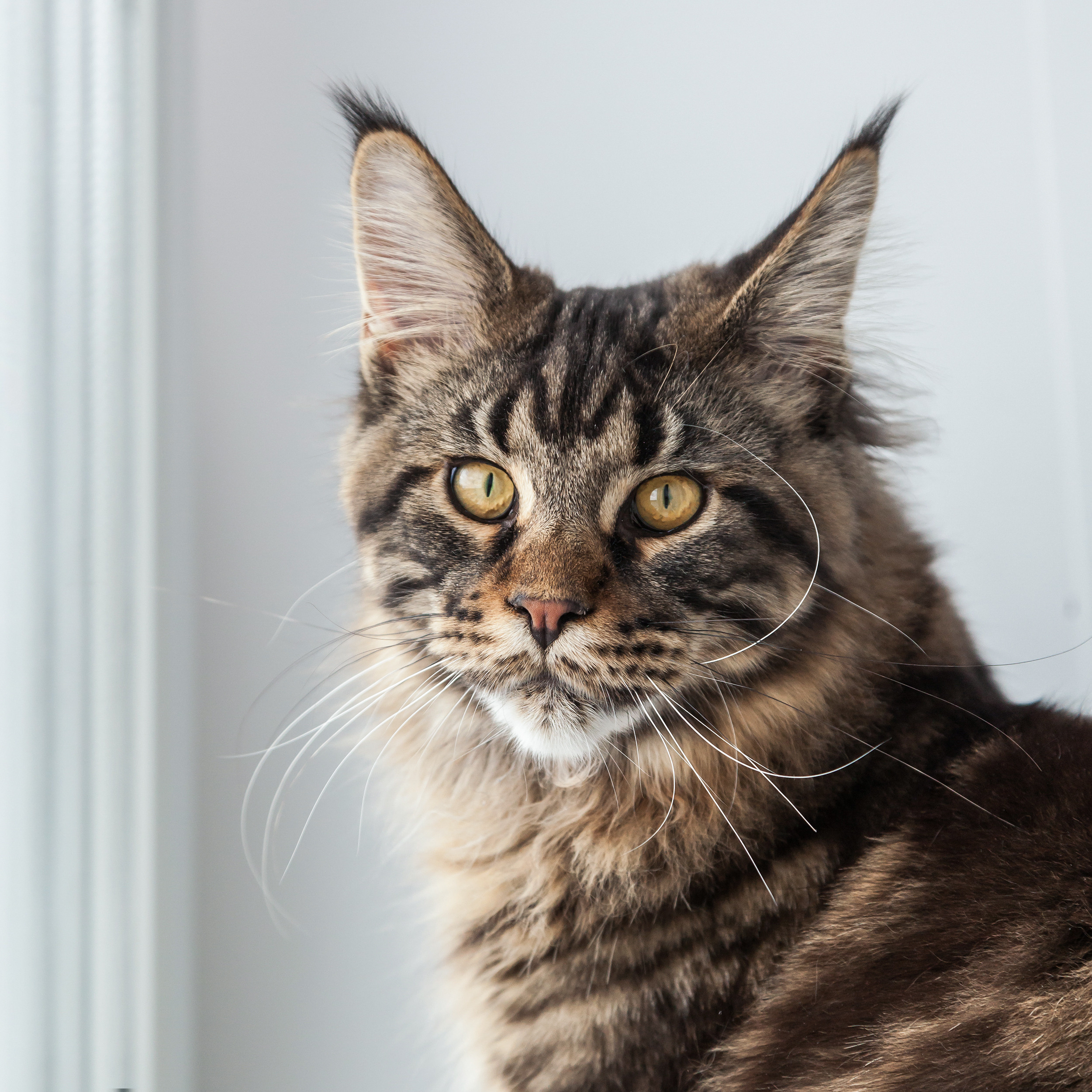 Трехкомнатная квартира с огромным котом. Фотограф для бизнеса Сергей Чирков. Город Ижевск, Удмуртия