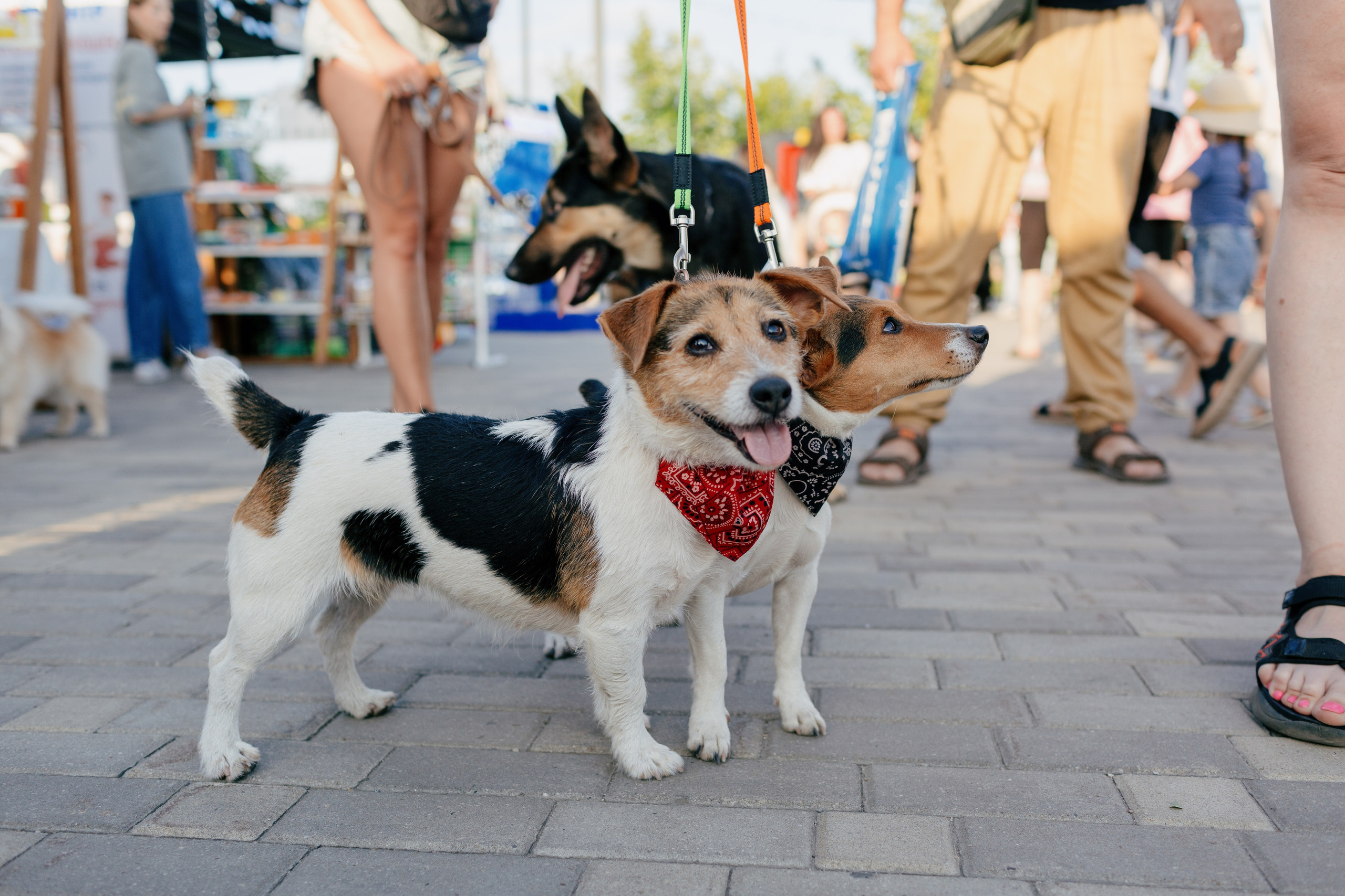 Dog Fest 2024. Главная