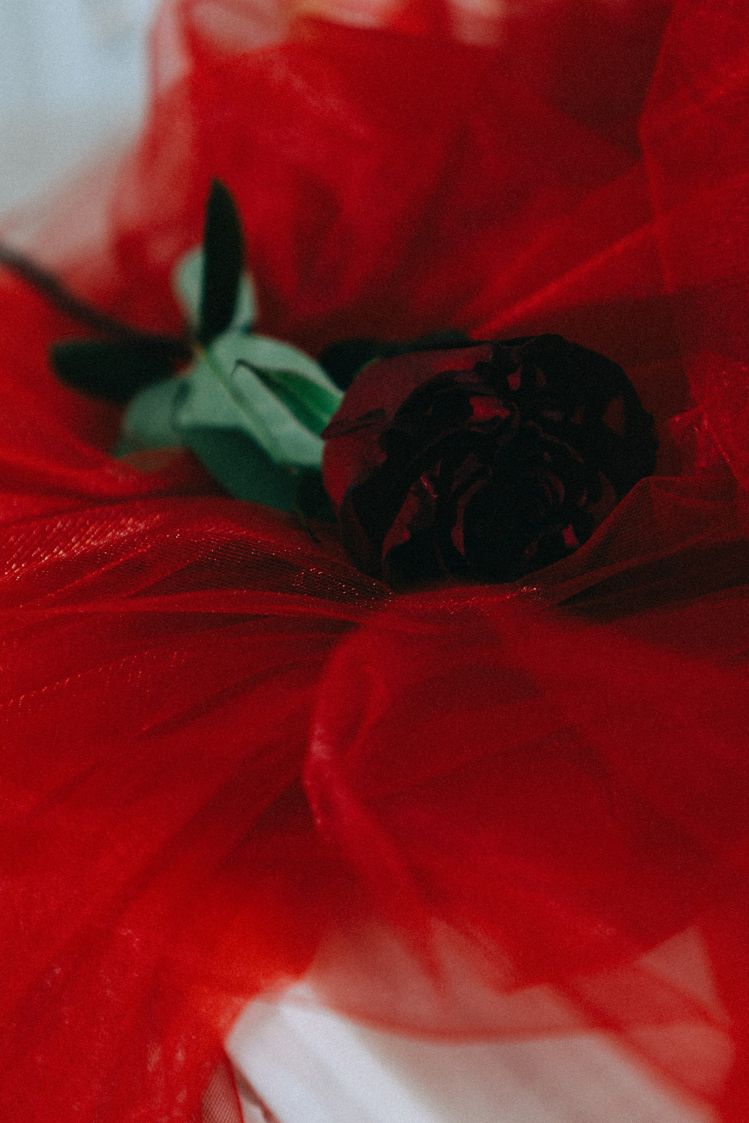 Творческая история для девушки. Профессиональный фотограф, Санкт-Петербург — Виктория Богомолова