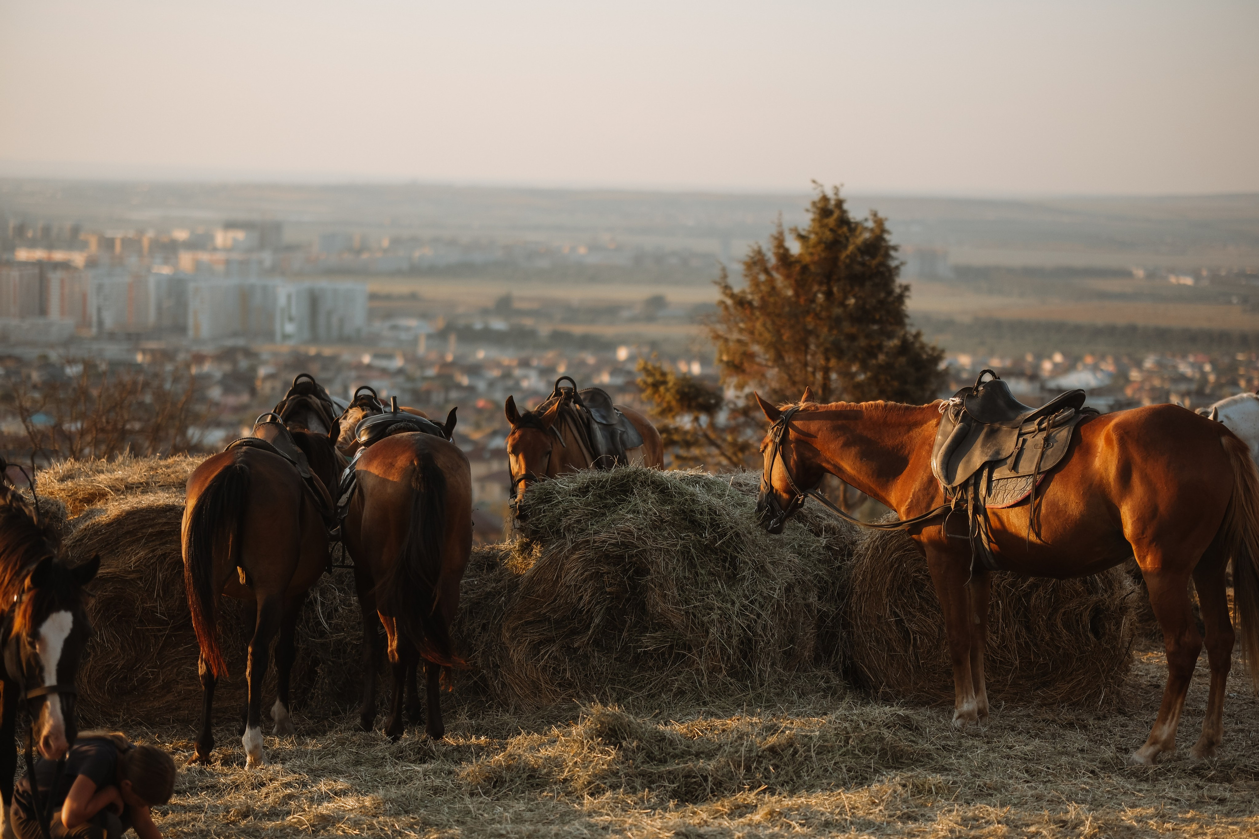 Яблочный. Фотограф новорожденных в Брянске Анжелика Прохоренкова