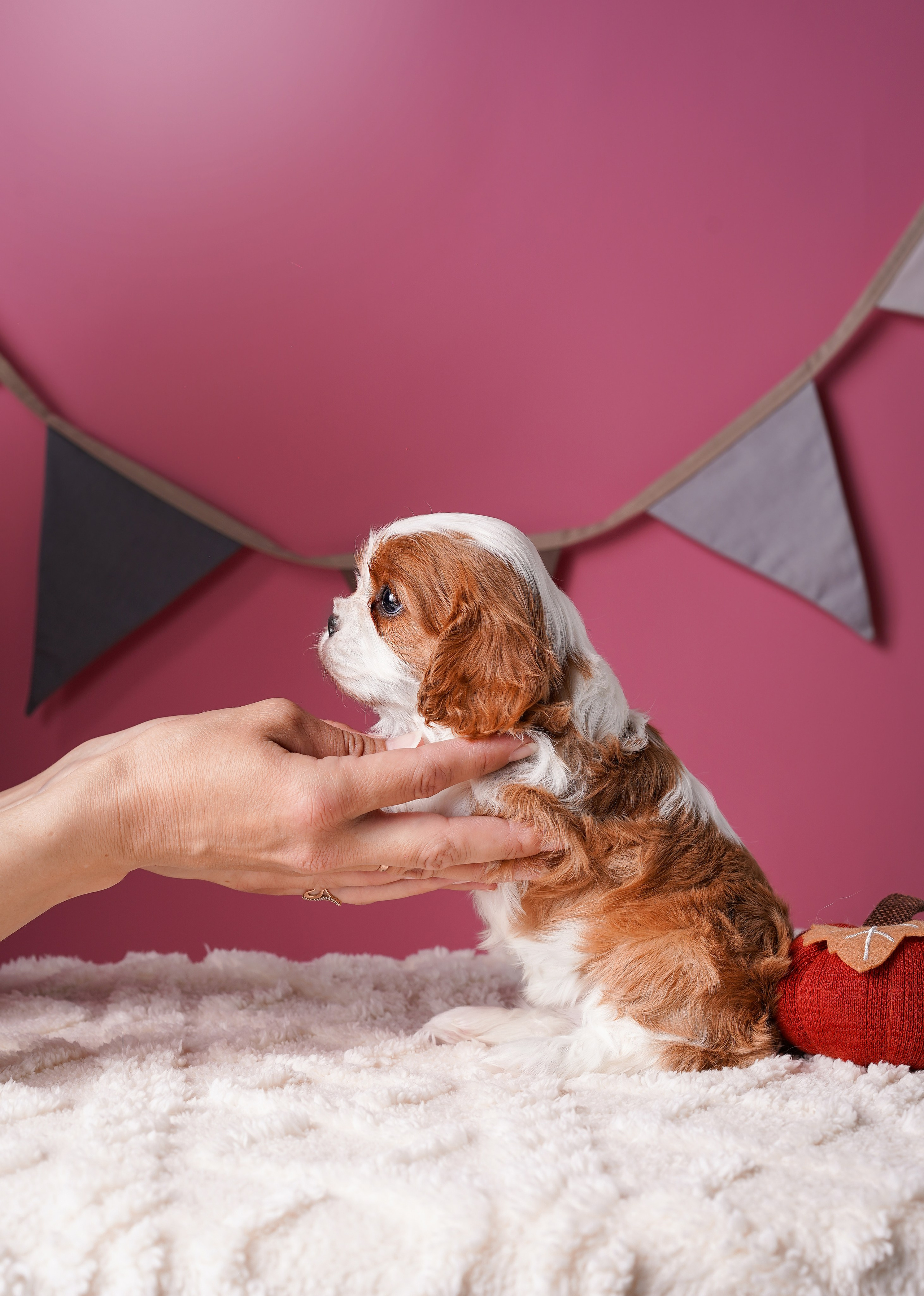Щенки кавалера. Фотограф-анималист в Санкт-Петербурге Яна Мартынова