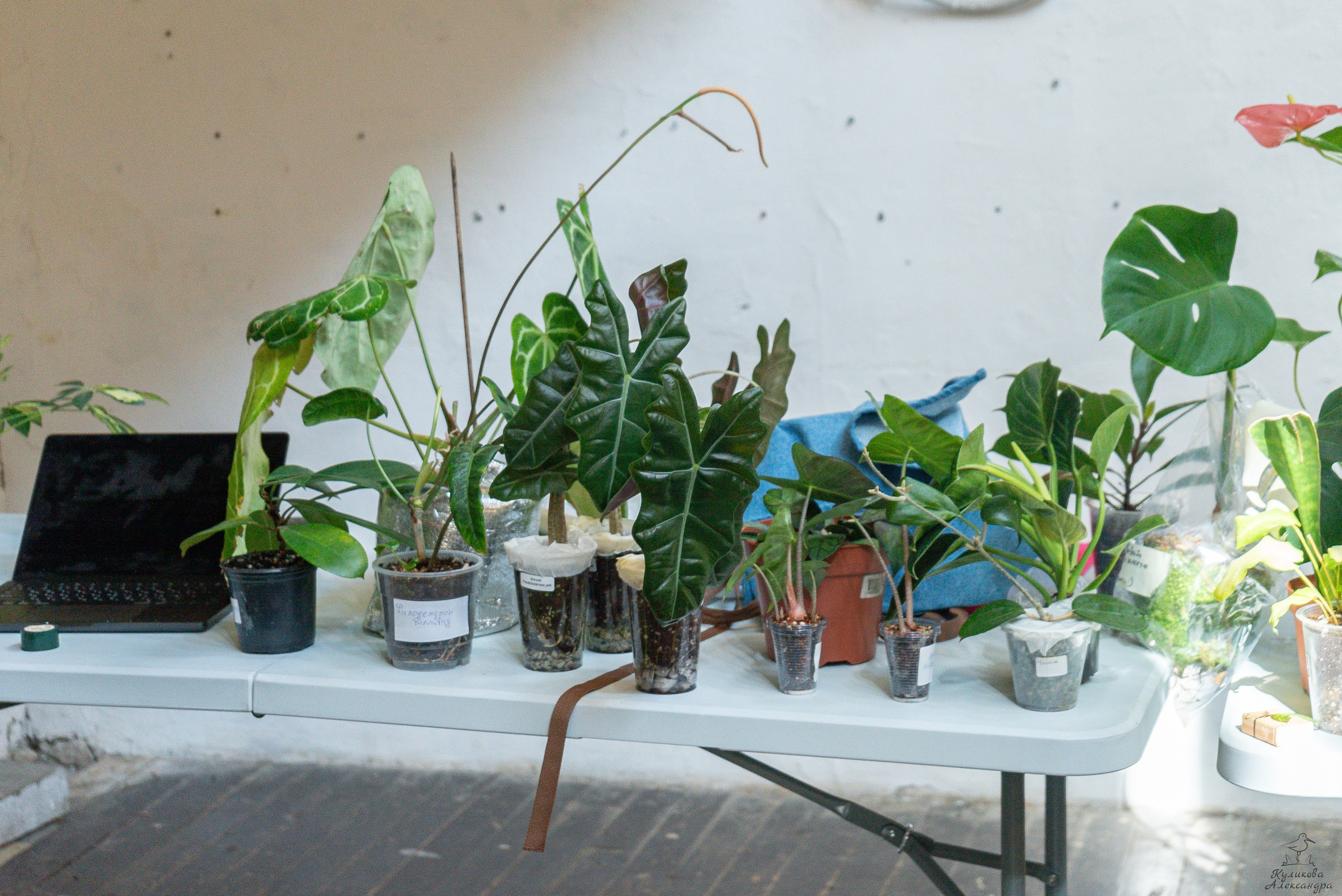 Гроубокс Артплей апрель. Александра Куликова фотограф, Москва