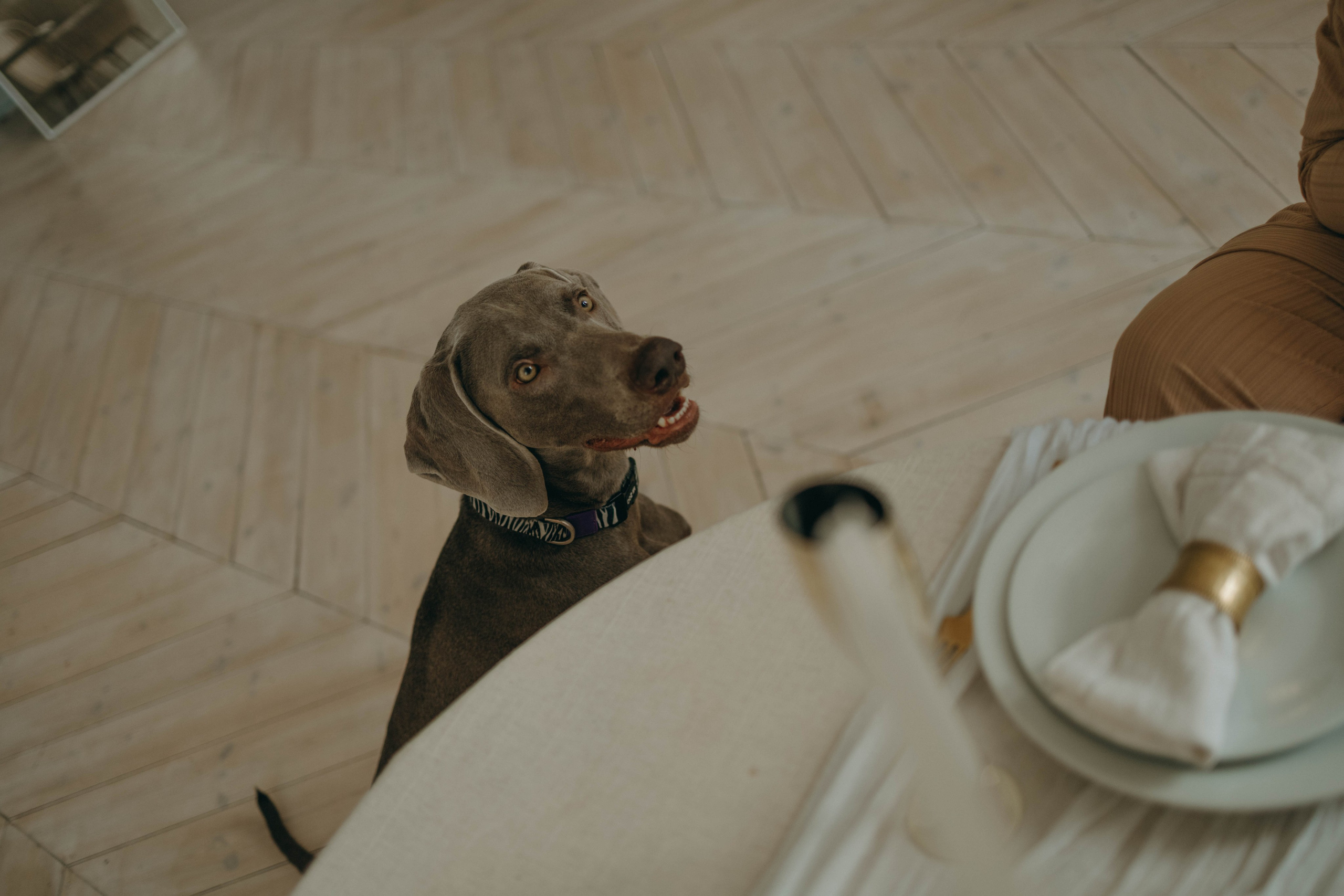 Фотосессия в студии с собакой. Фотограф-анималист в Екатеринбурге | Кристина