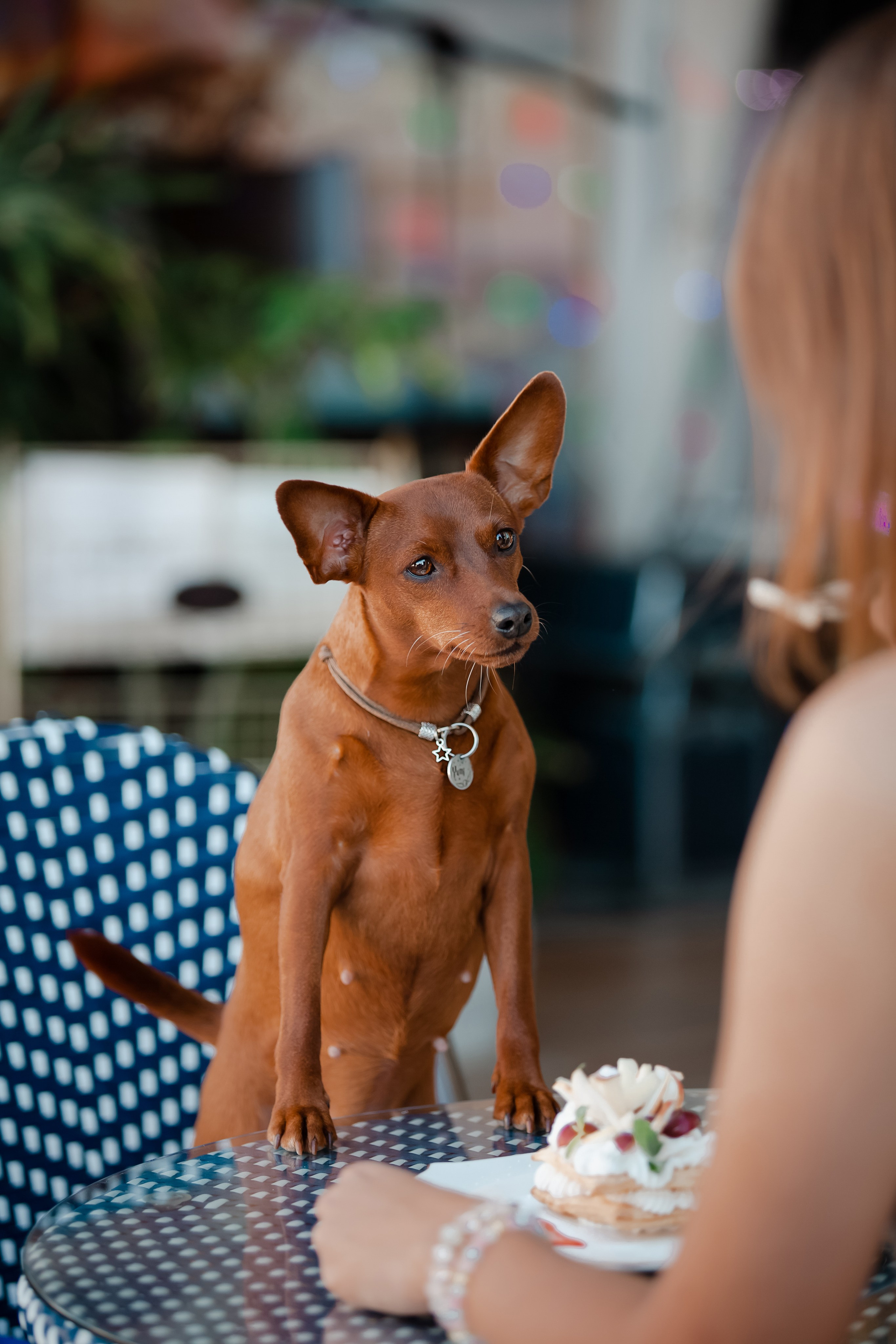 Цвергпинчер в Геленджике. Фотограф-анималист в Краснодаре Маша Мельникова