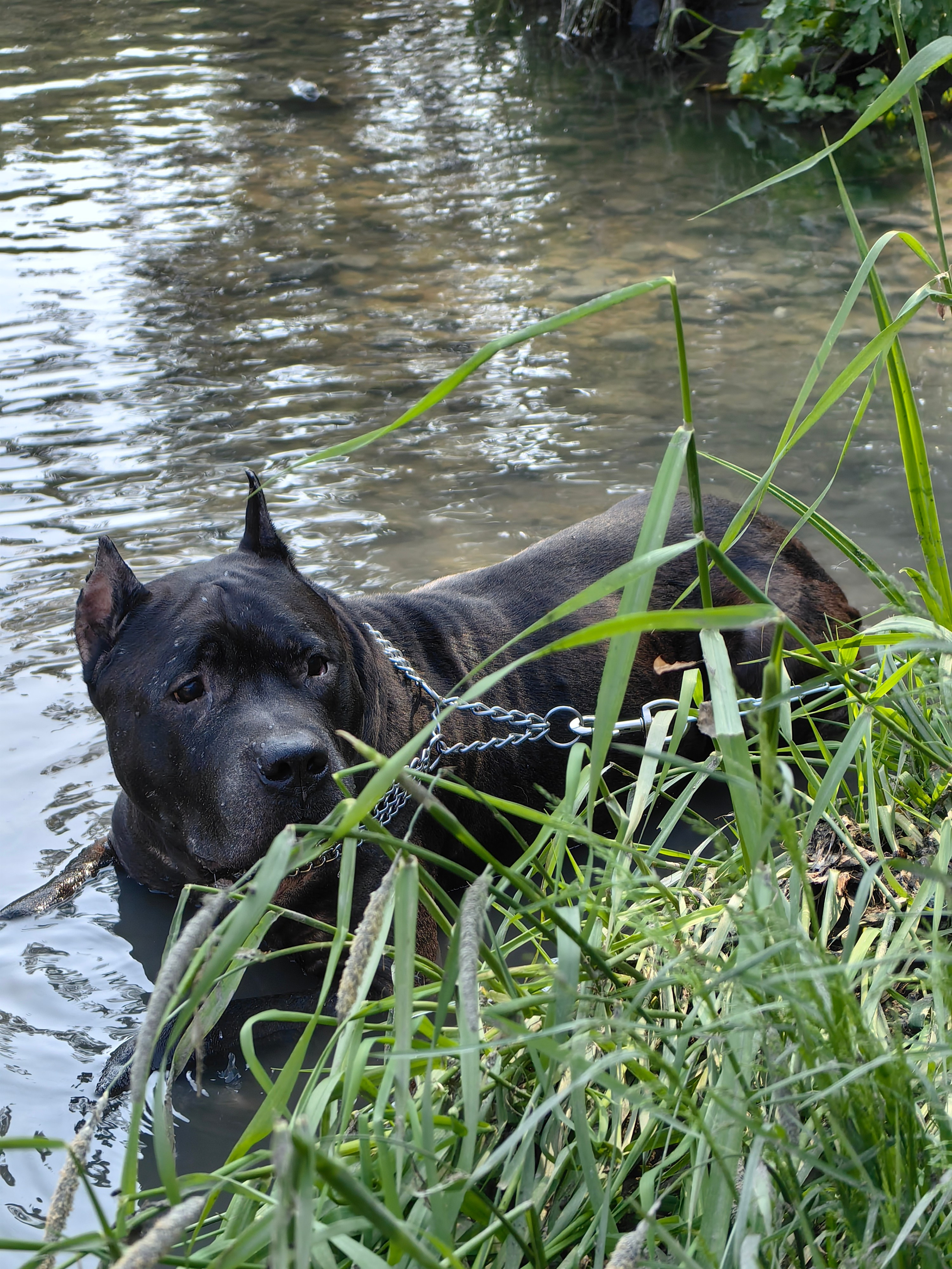 Любимые хвостики