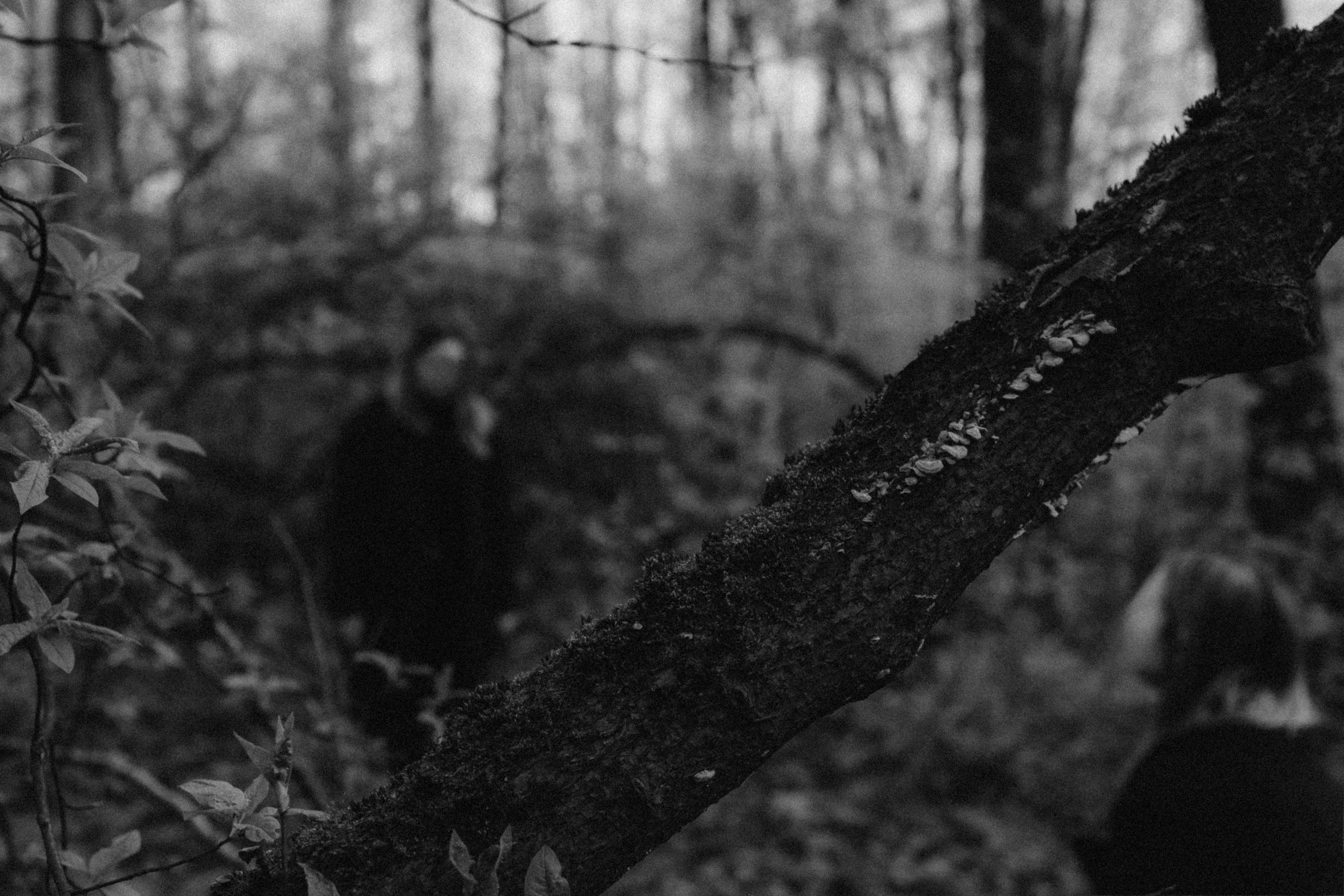 Les. Фото-художник