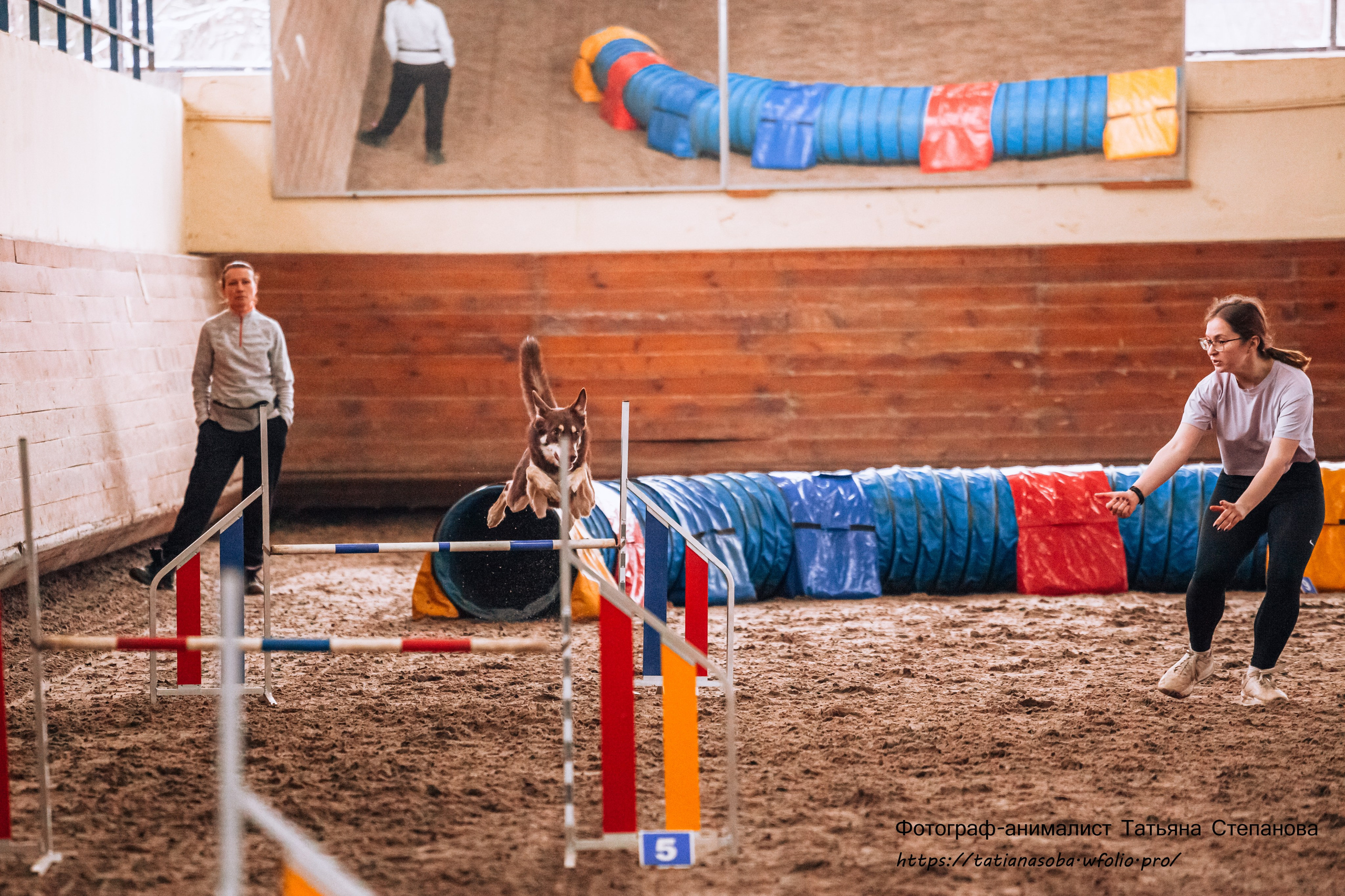 Соревнования по Аджилити 25.02.2024. Фотограф-анималист Татьяна Степанова