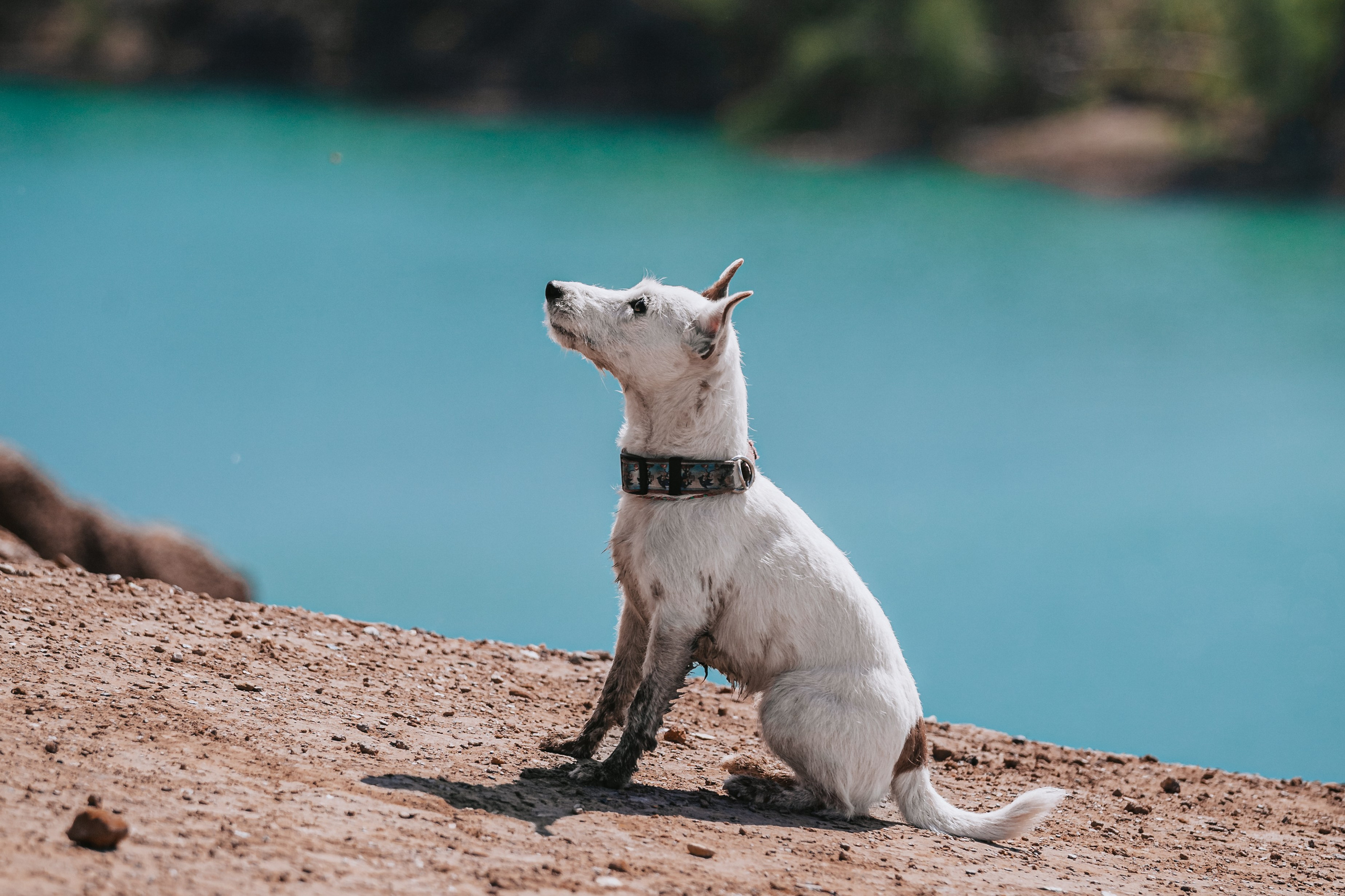 Кондуки. Фотограф-анималист Татьяна Степанова