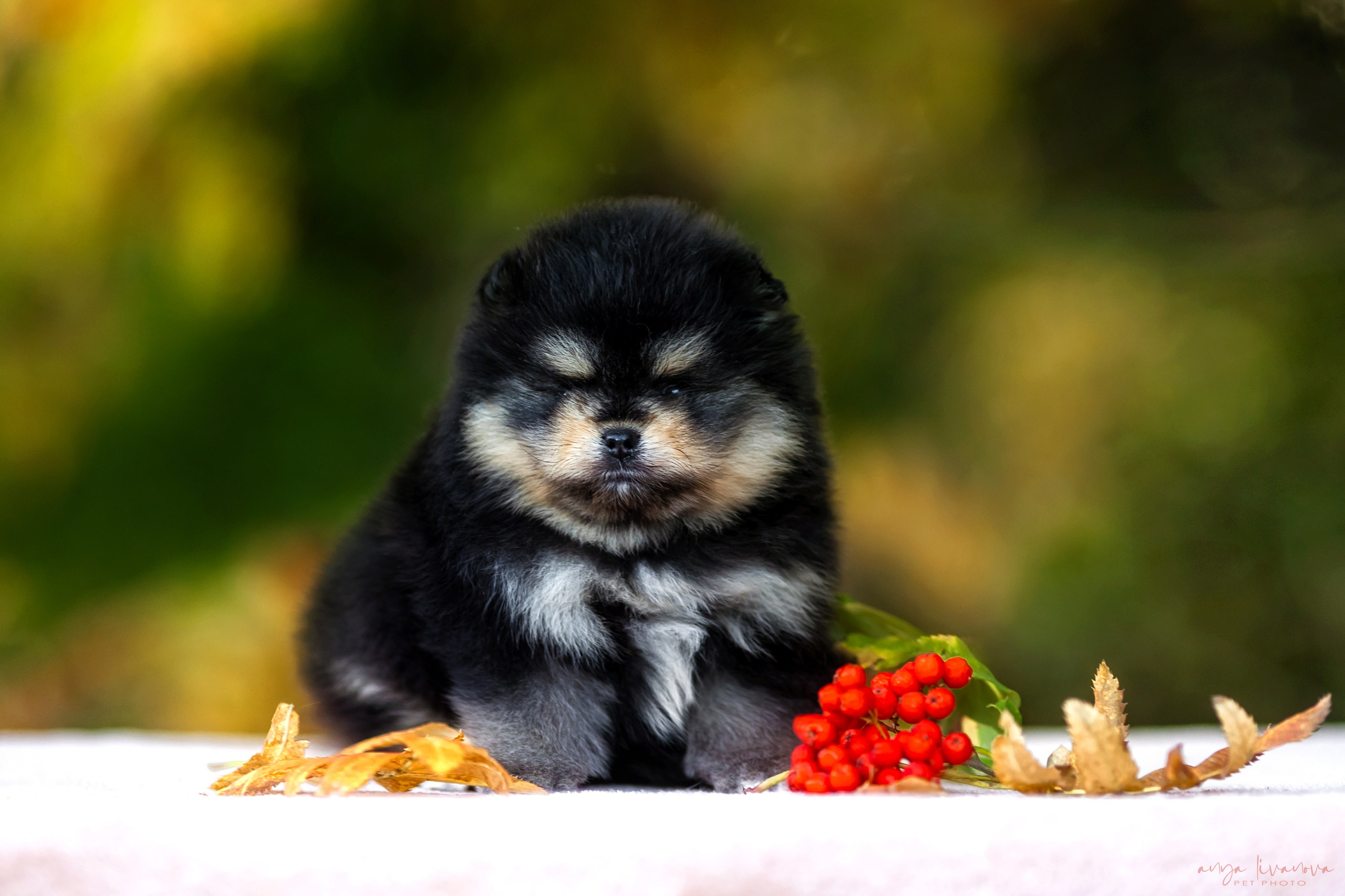 Шпицы. Фотограф анималист Аня Ливанова | Рыбинск