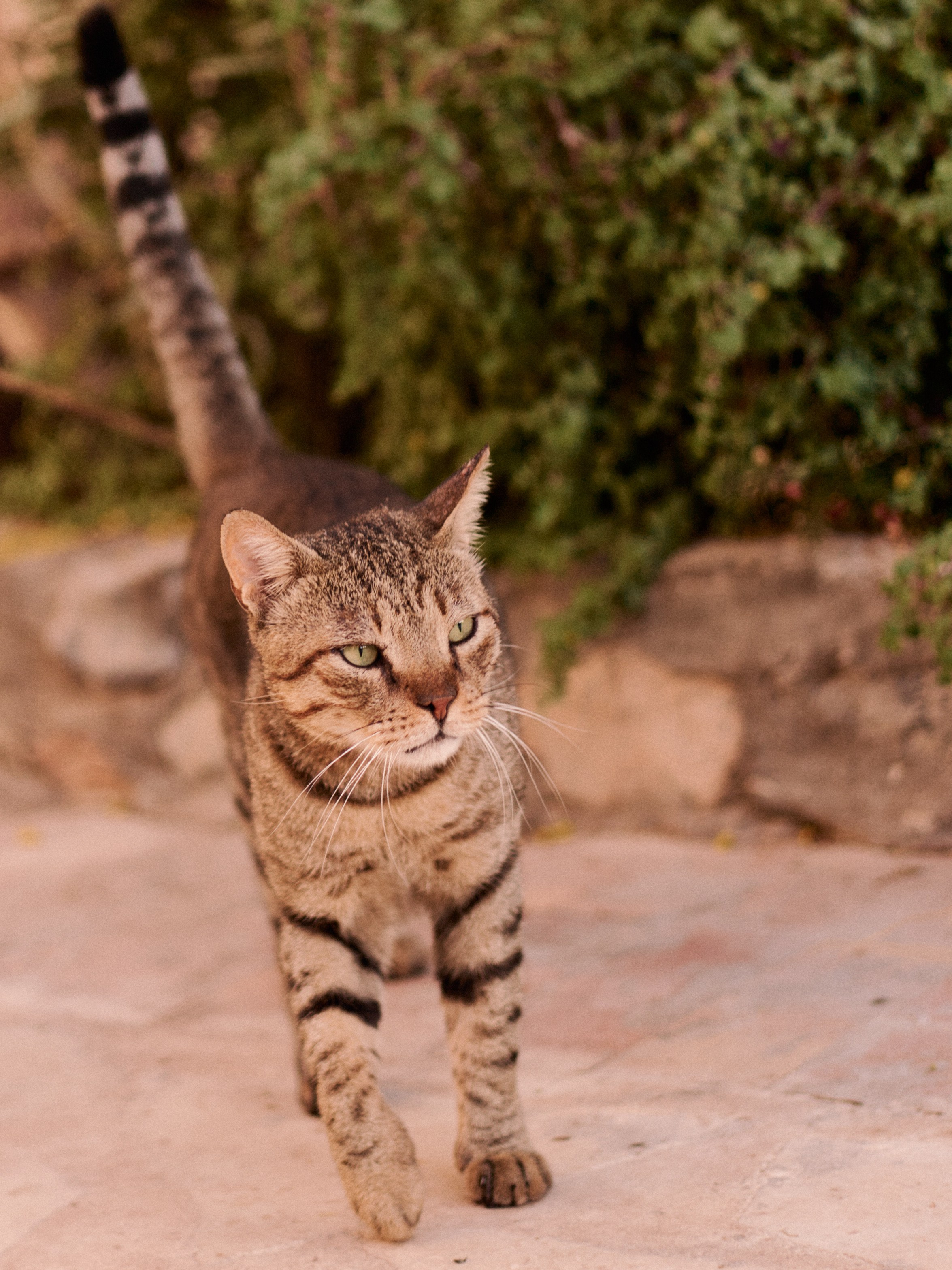 Другое 3. Jorgis Talè — photographer, kind person, teacher of arts and other mag