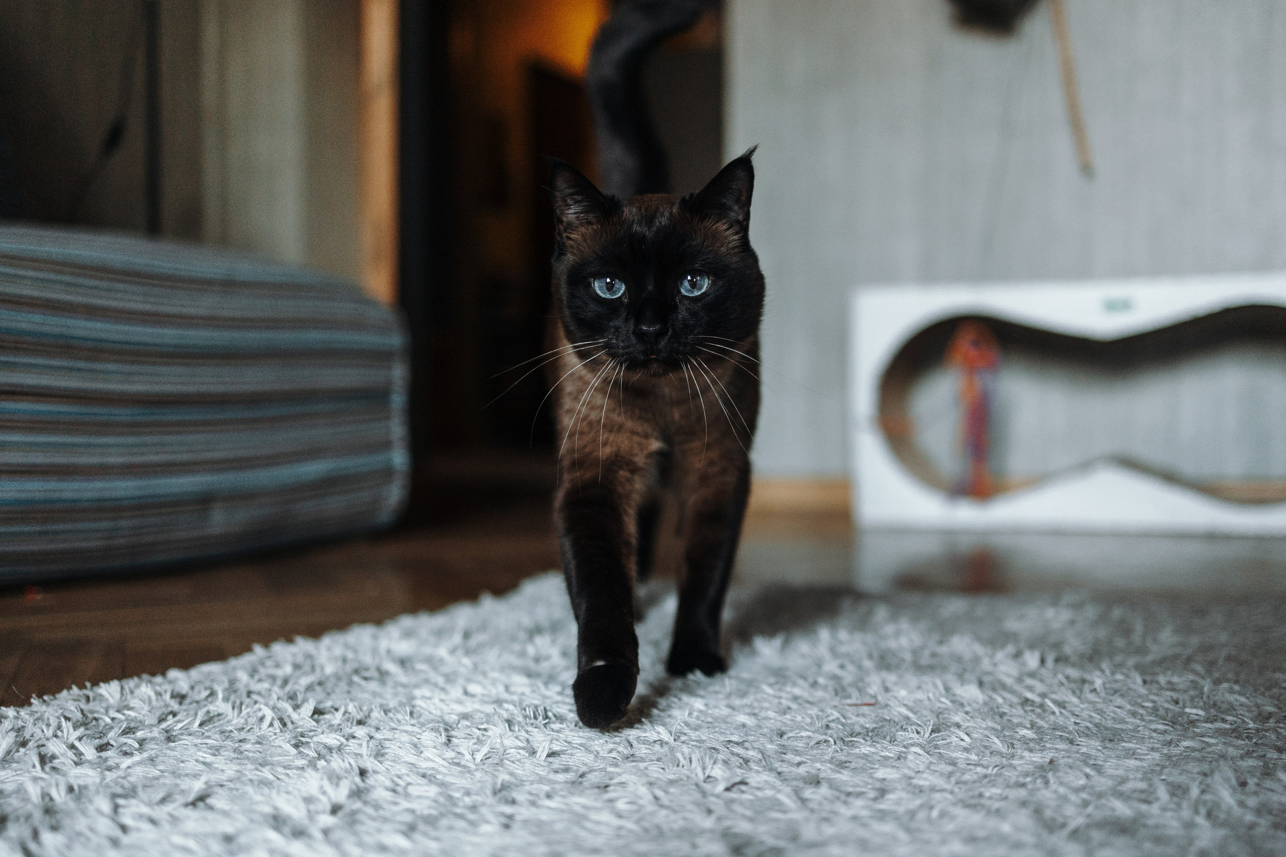 Саша и ее хвосты. Фотограф — Анималист | Санкт-Петербург