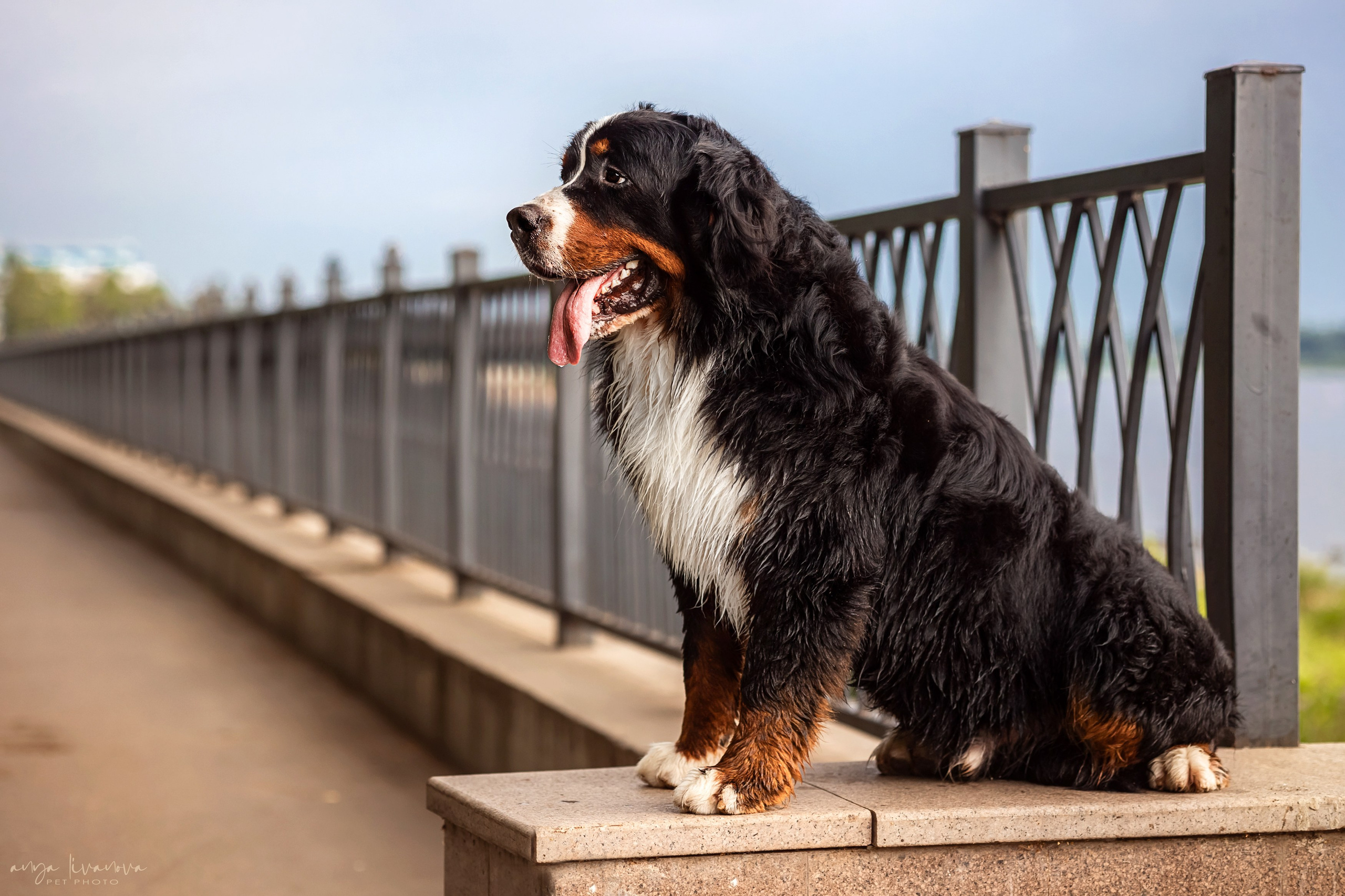 Маша и Буч. Фотограф анималист Аня Ливанова | Рыбинск
