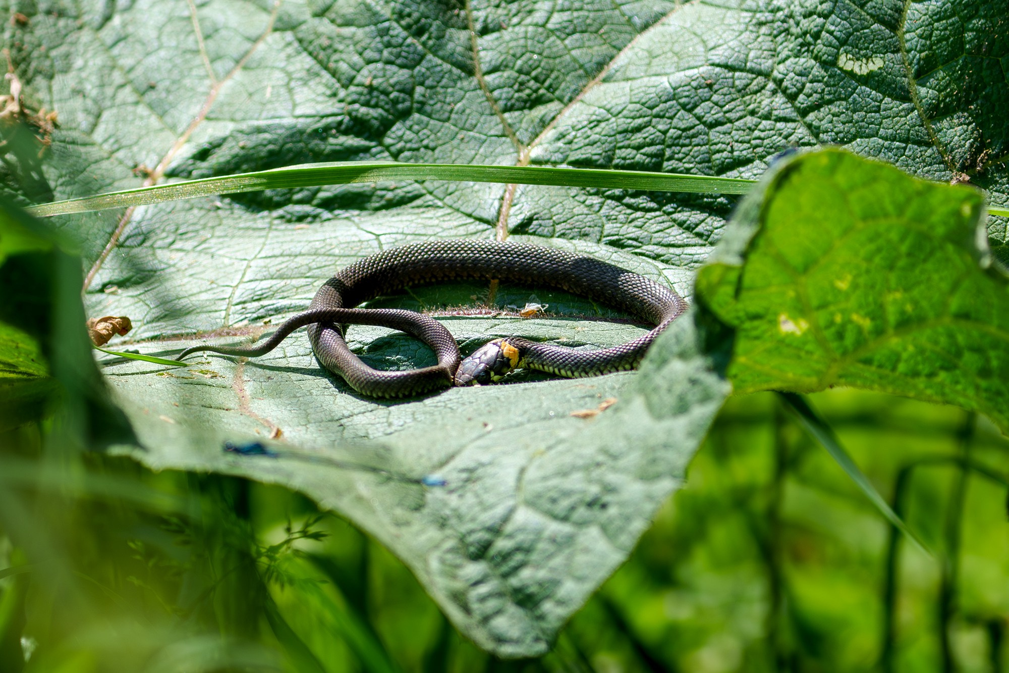 Животные. Ваш личный фотограф Марина Волкова