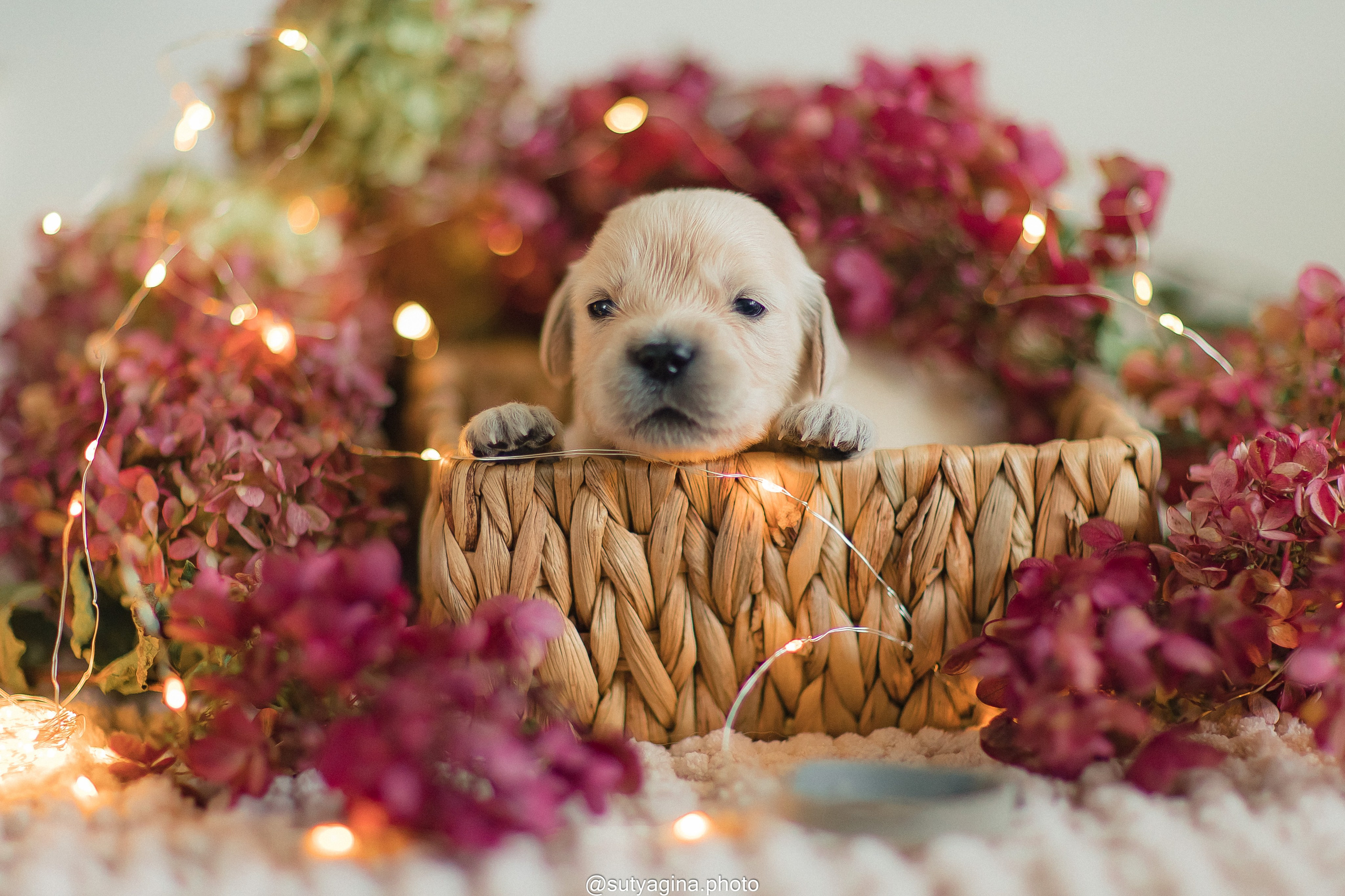 Серая лента. Свадебный и женский фотограф