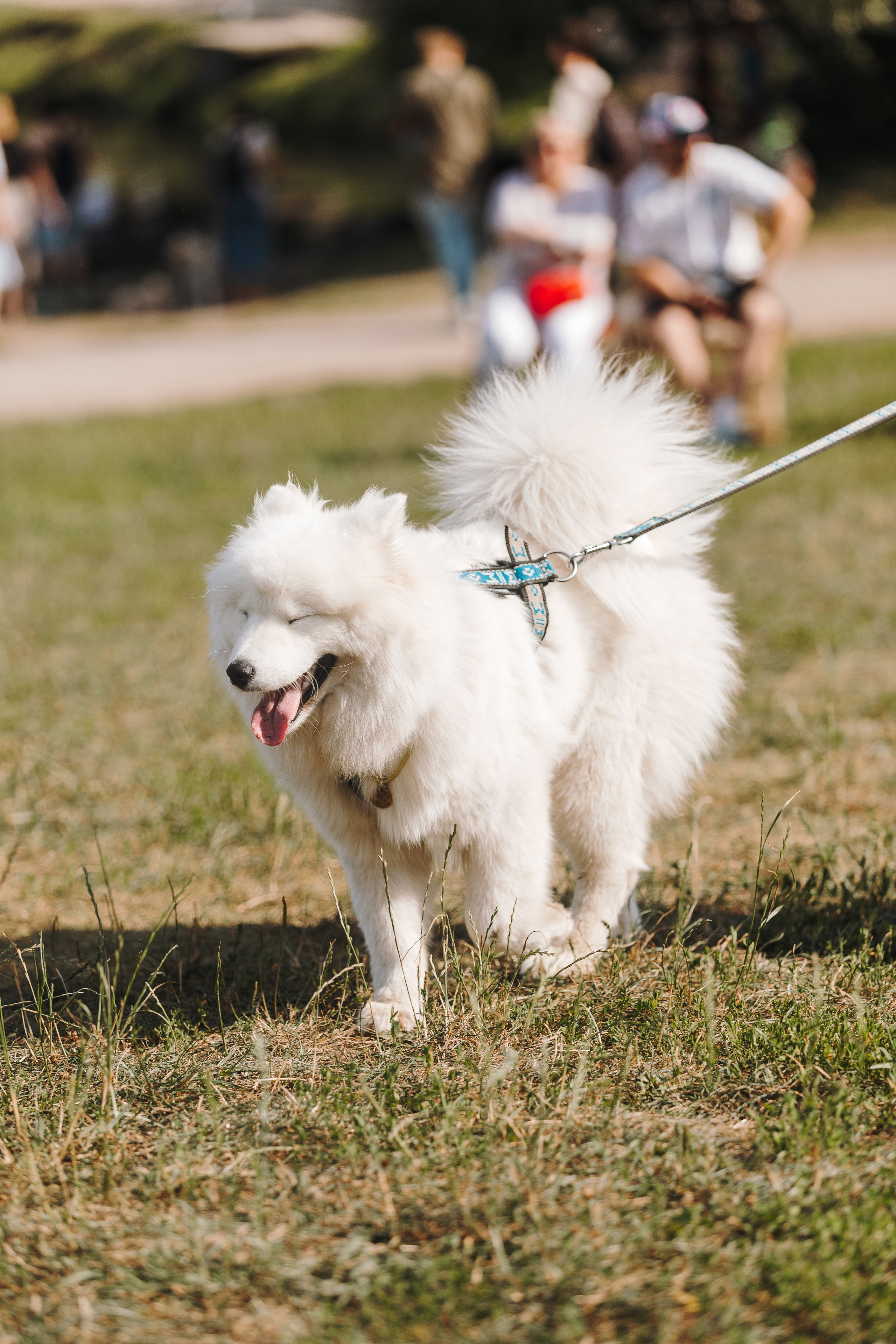 Petshop Sup day. Фотограф анималист Кристина Карпова, Москва