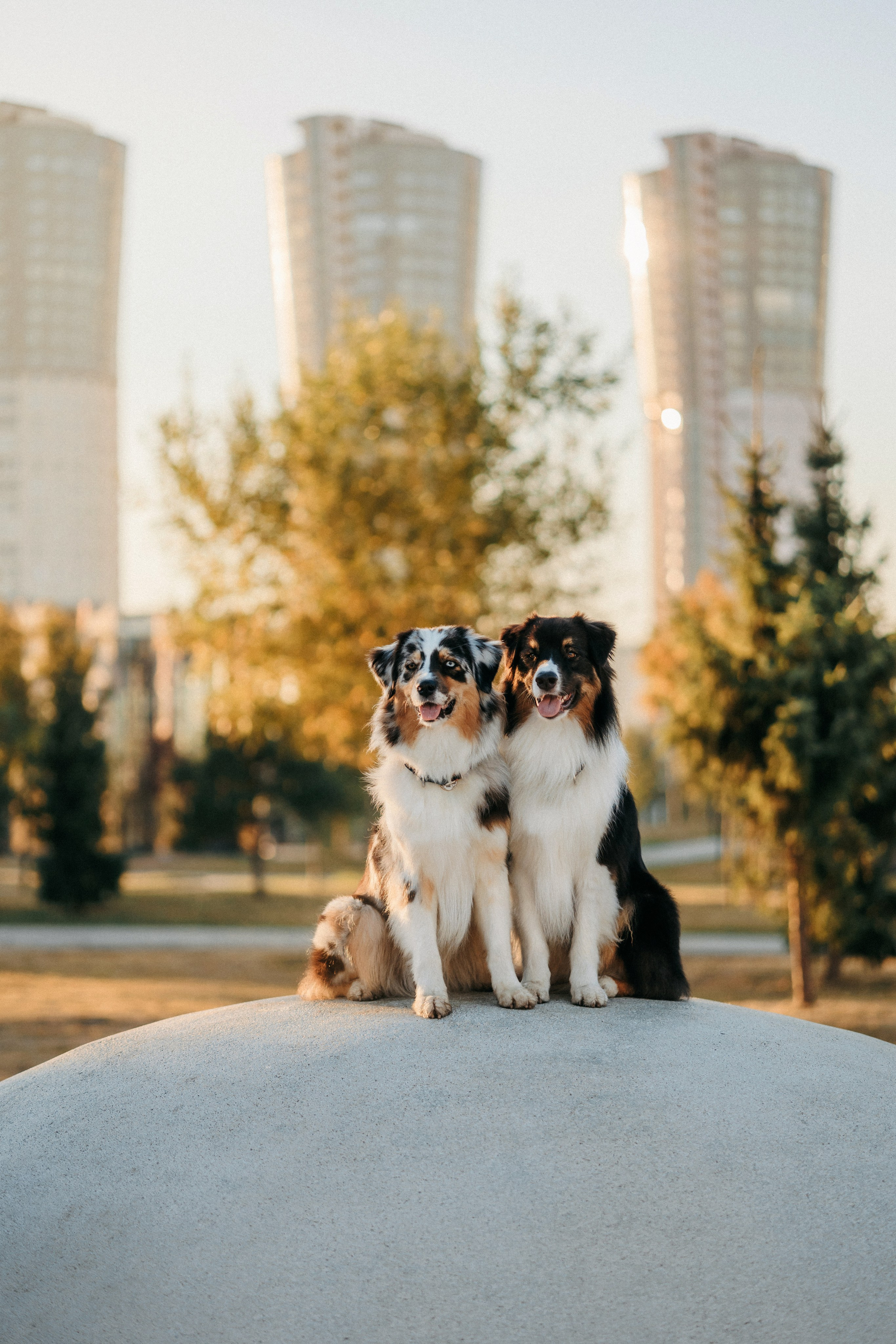 Аня, Чарли и Ева. Фотограф-анималист Елена Радченко, Москва