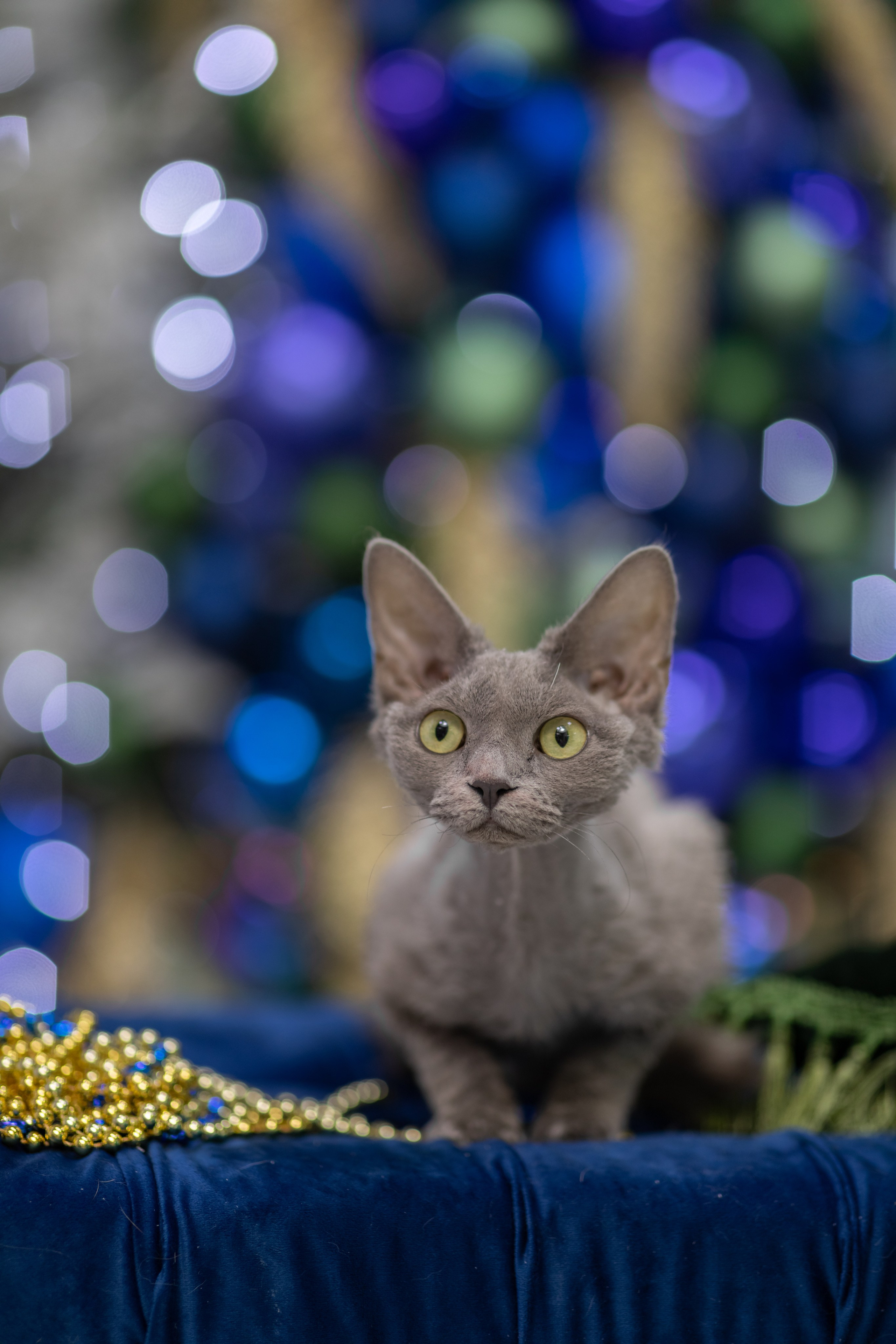 ФОТОСЪЕМКА ЖИВОТНЫХ В СУРГУТЕ