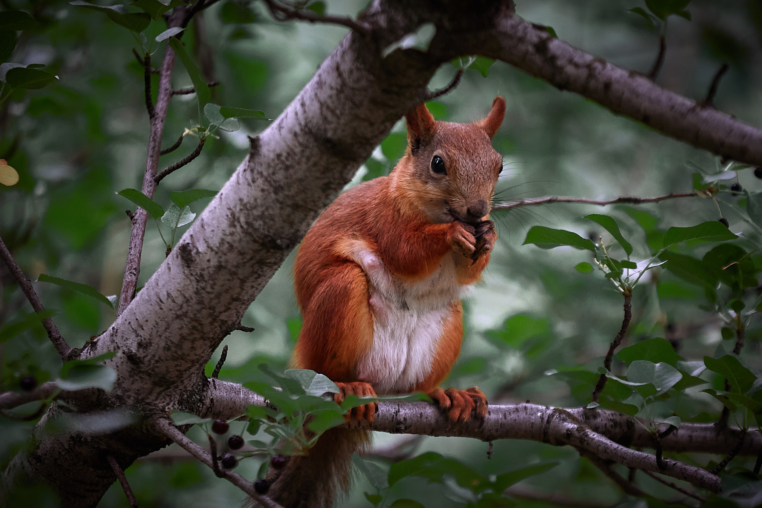 Животные. Портретный, интерьерный и фуд фотограф в Перми Иван Вострецов