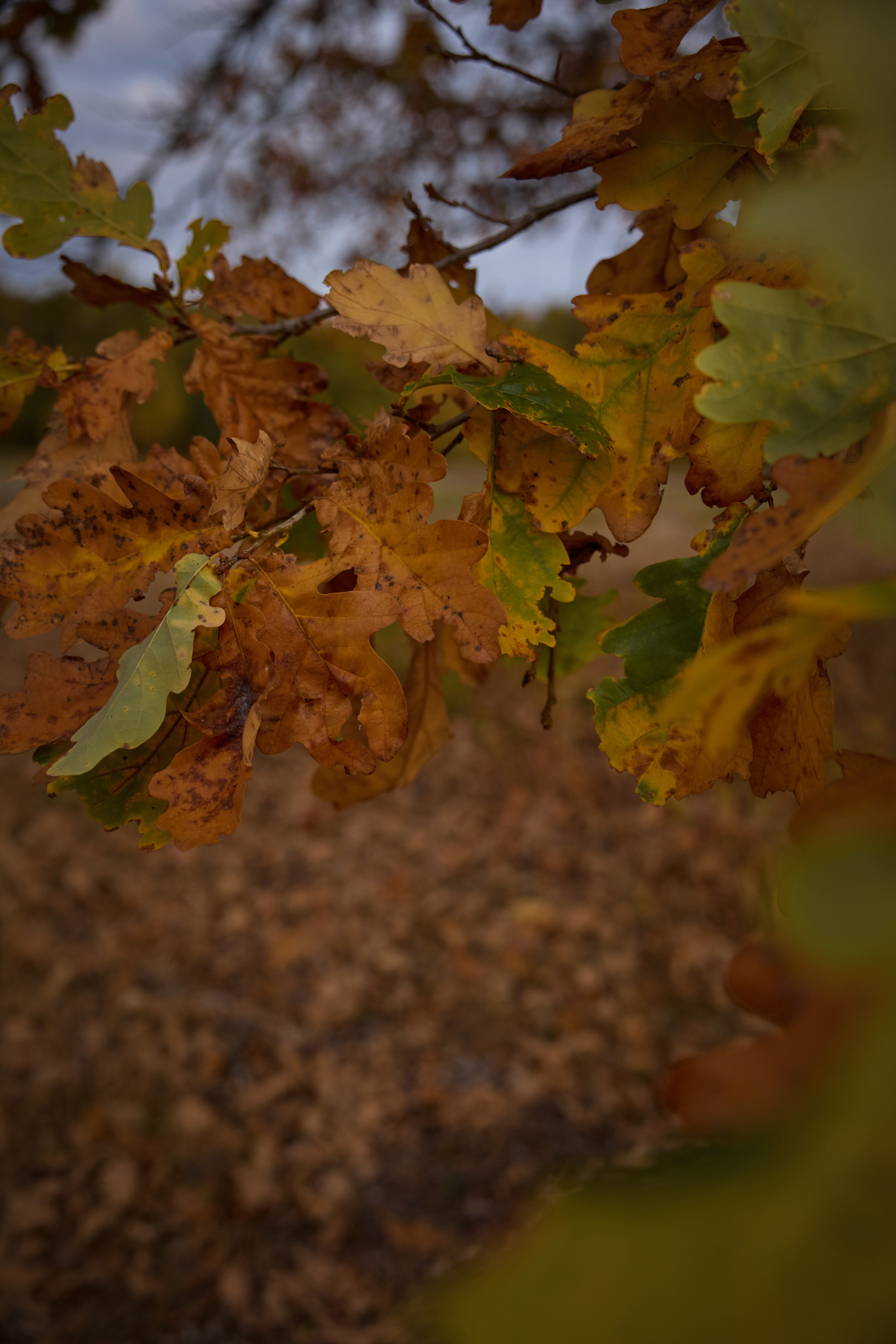 Семейная история. Фотограф анималист в Казани Алина Сулейманова. Фотограф животных