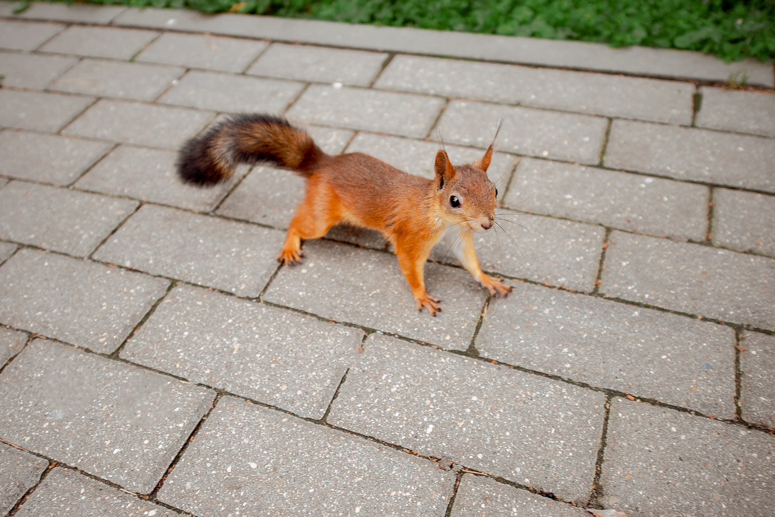 Свадьба в Балашихе летом полный день. Свадебный и семейный фотограф Виктория Носачёва. Щелково, Москва и МО