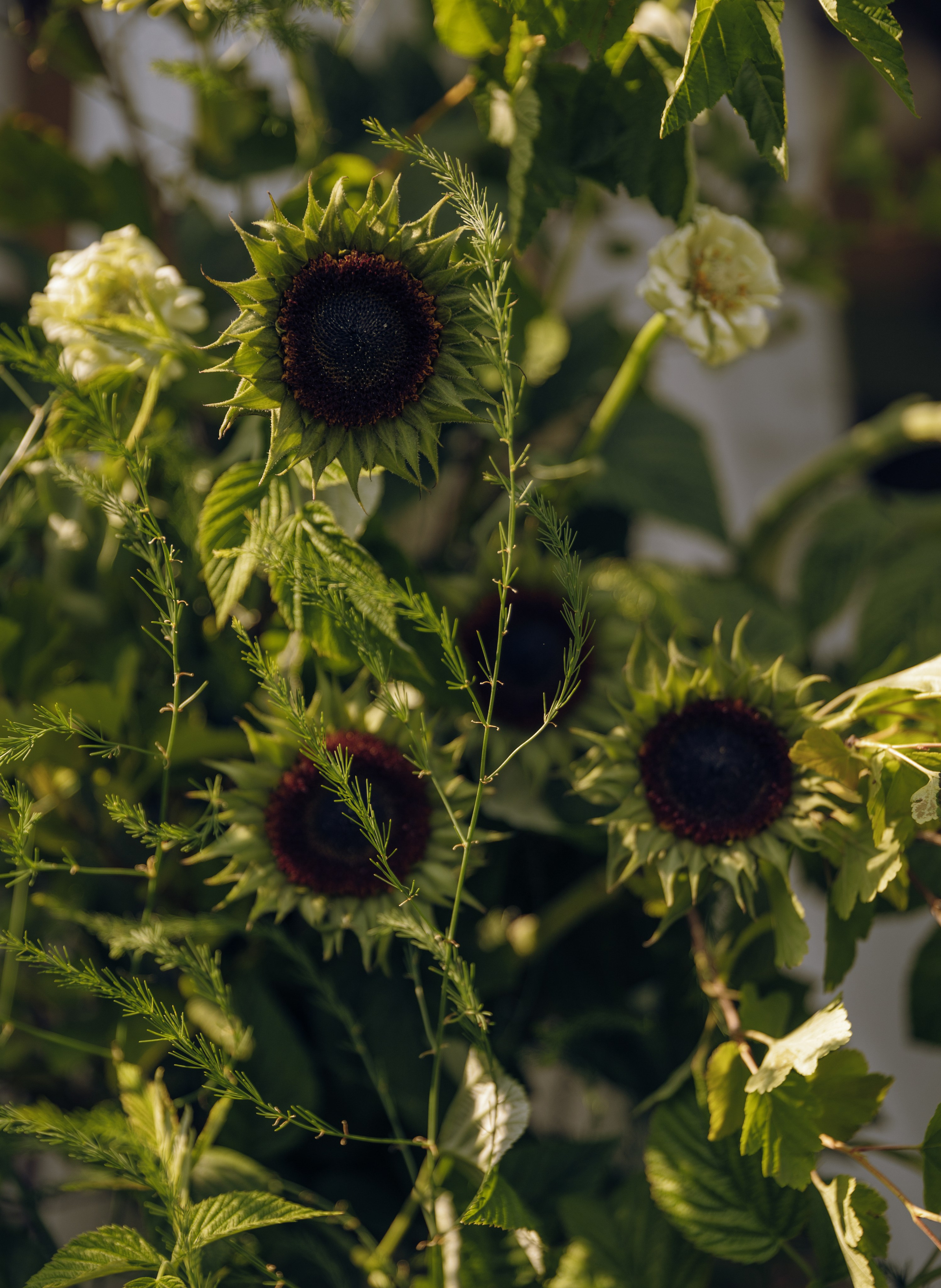 СОН В ЛЕТНЮЮ НОЧЬ