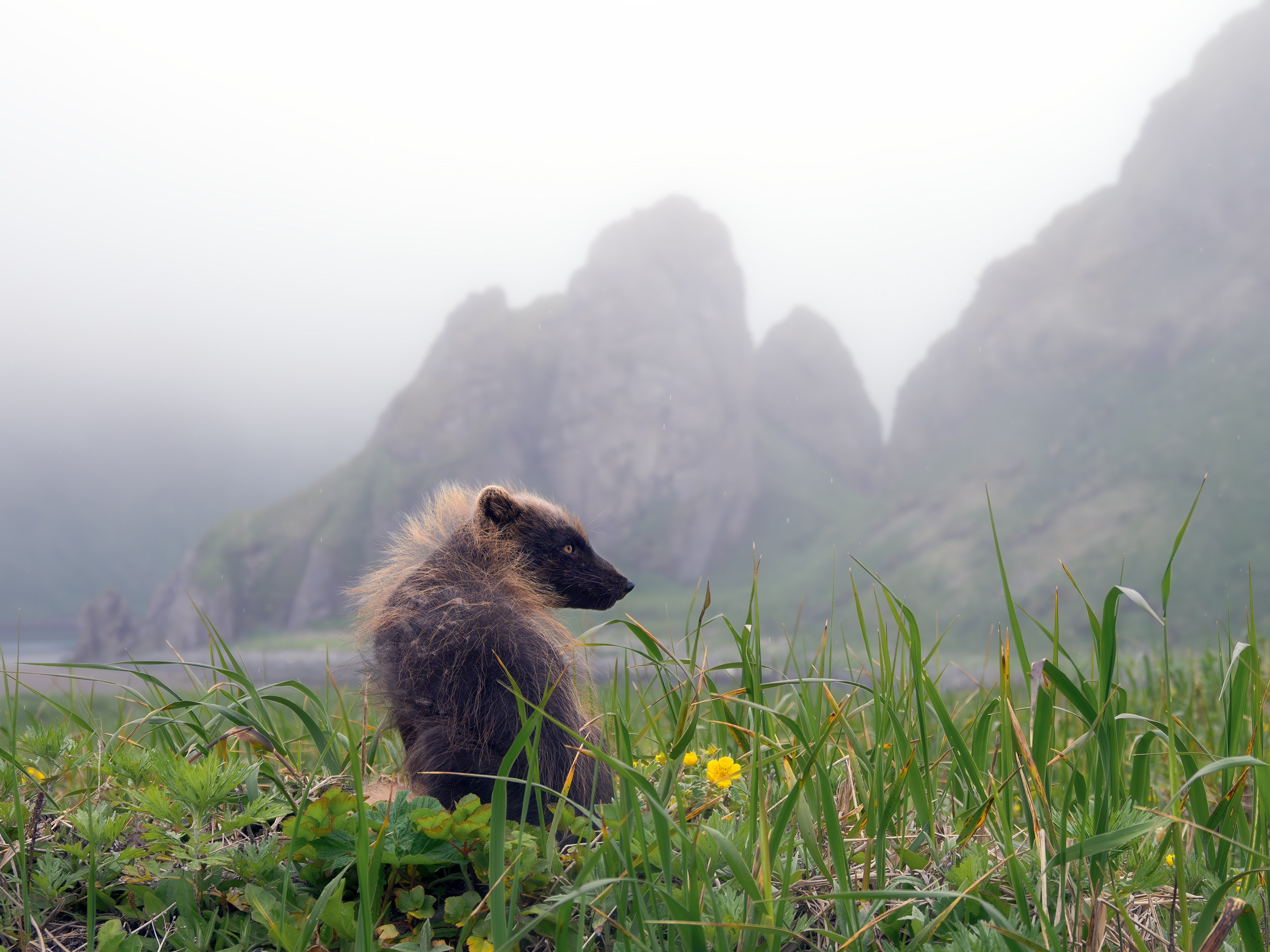 Медновский песец, о. Янкича, Северные Курилы