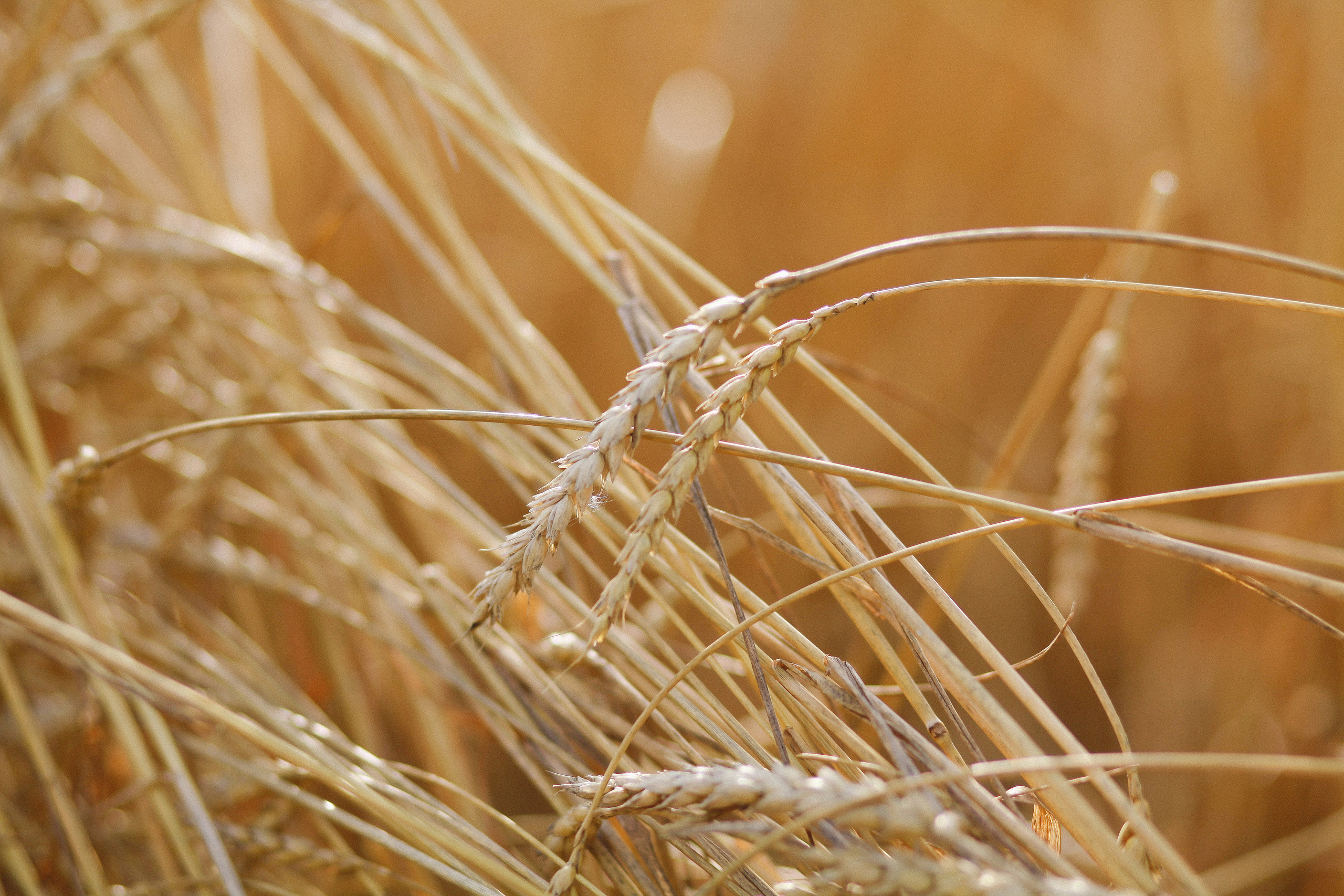 Рожь. Фотограф Дарья Локотко в Красноярске