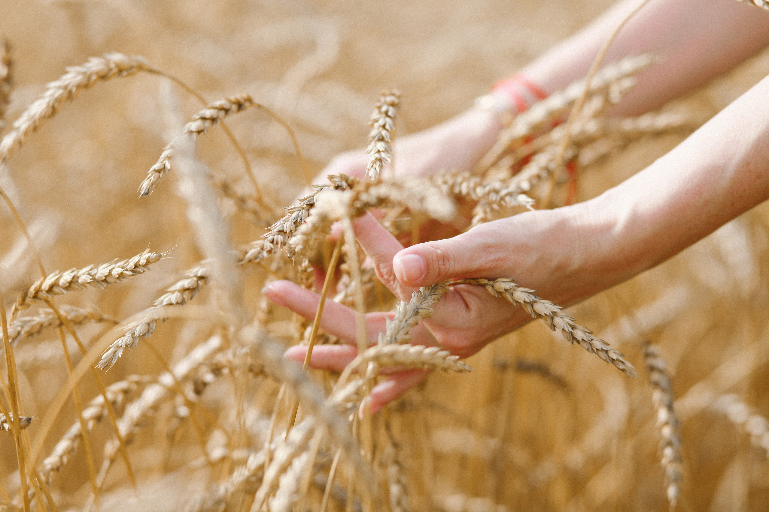 Рожь. Фотограф Дарья Локотко в Красноярске