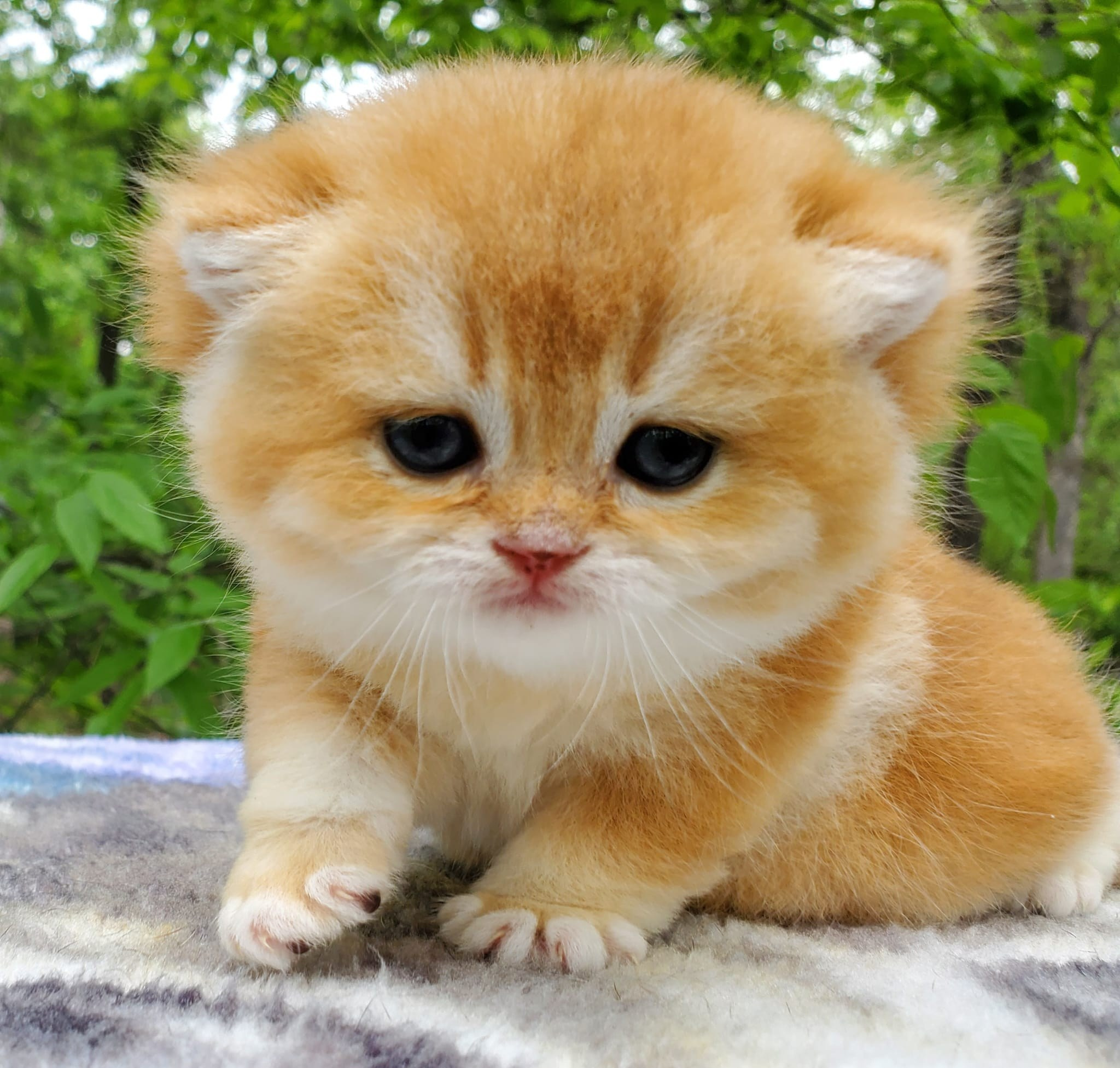 Sonya, female, DB- 03.31.25, sold. British shorhair Cats