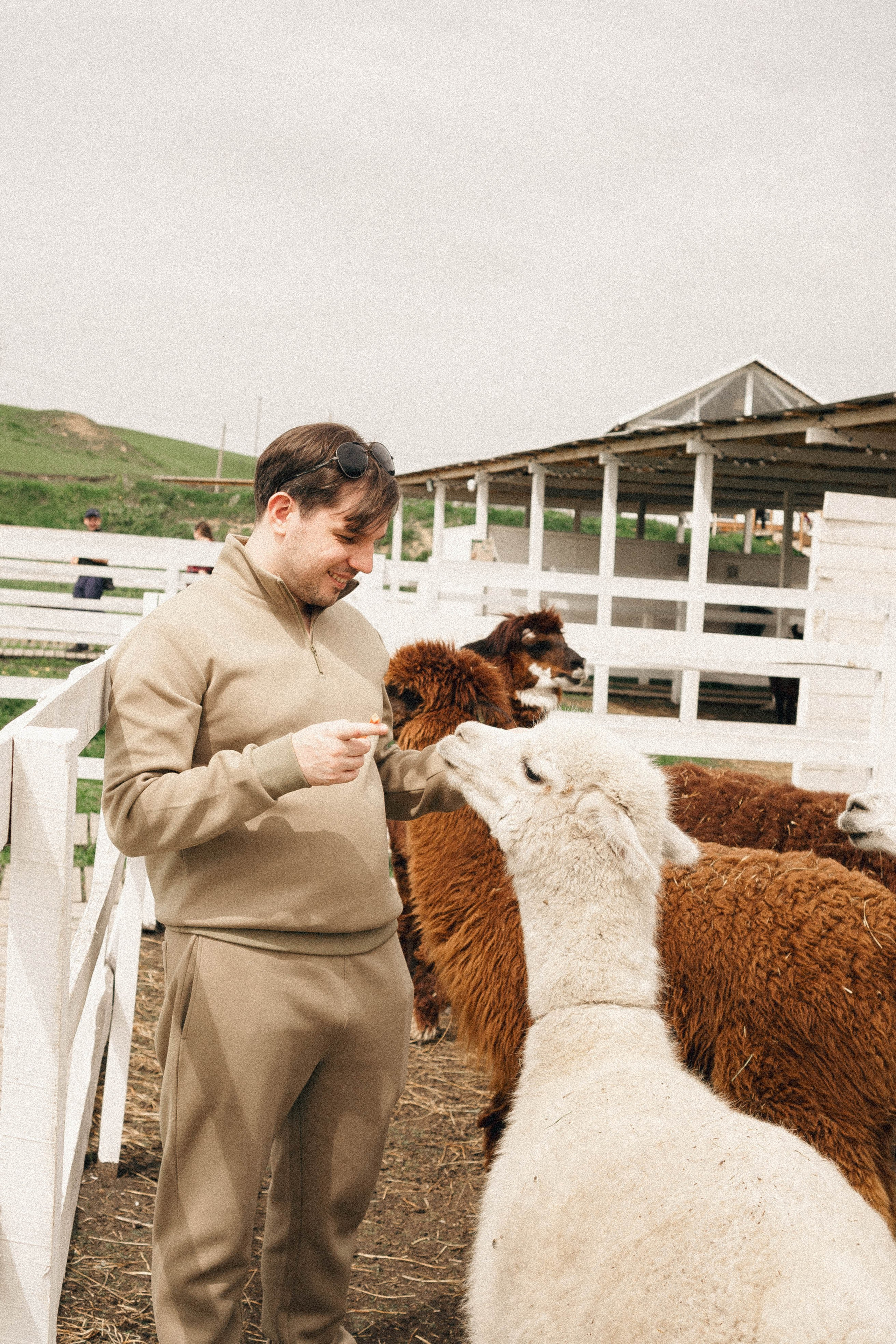 Ферма Альпак. Профессиональный фотограф, Санкт-Петербург — Виктория Богомолова