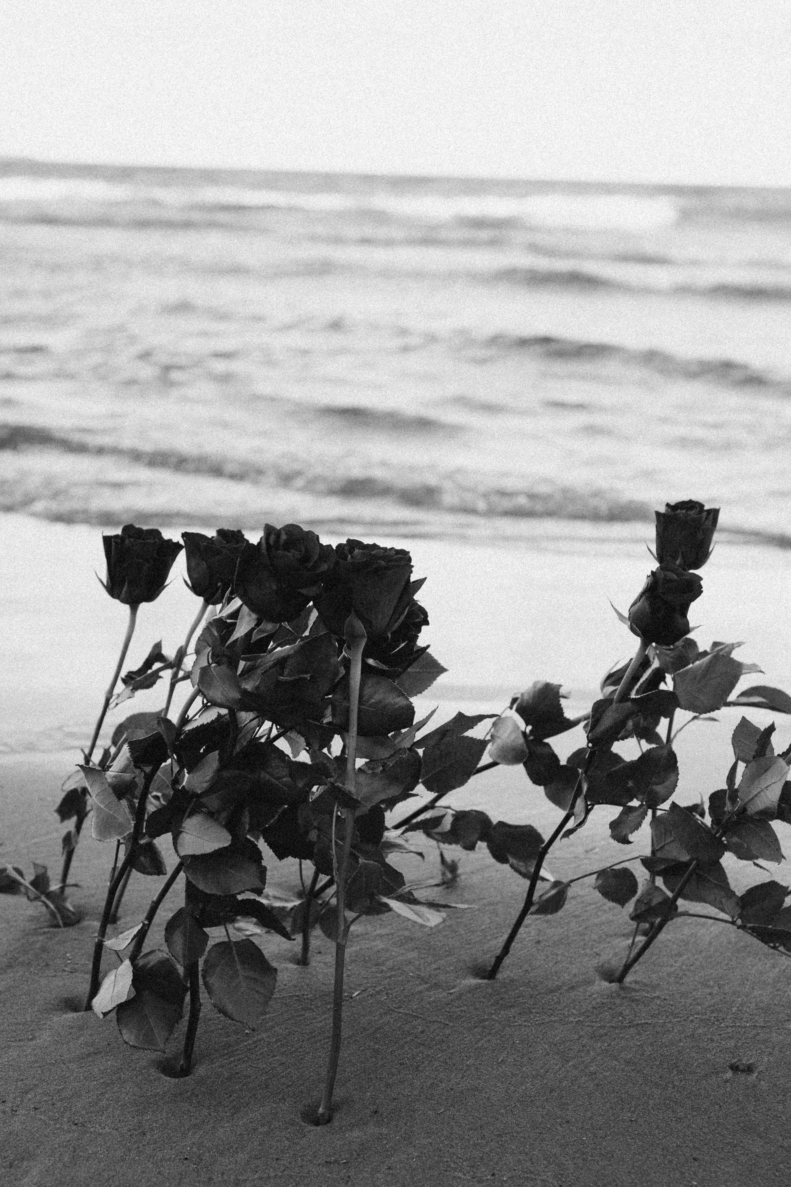 Розы. Профессиональный фотограф, Санкт-Петербург — Виктория Богомолова