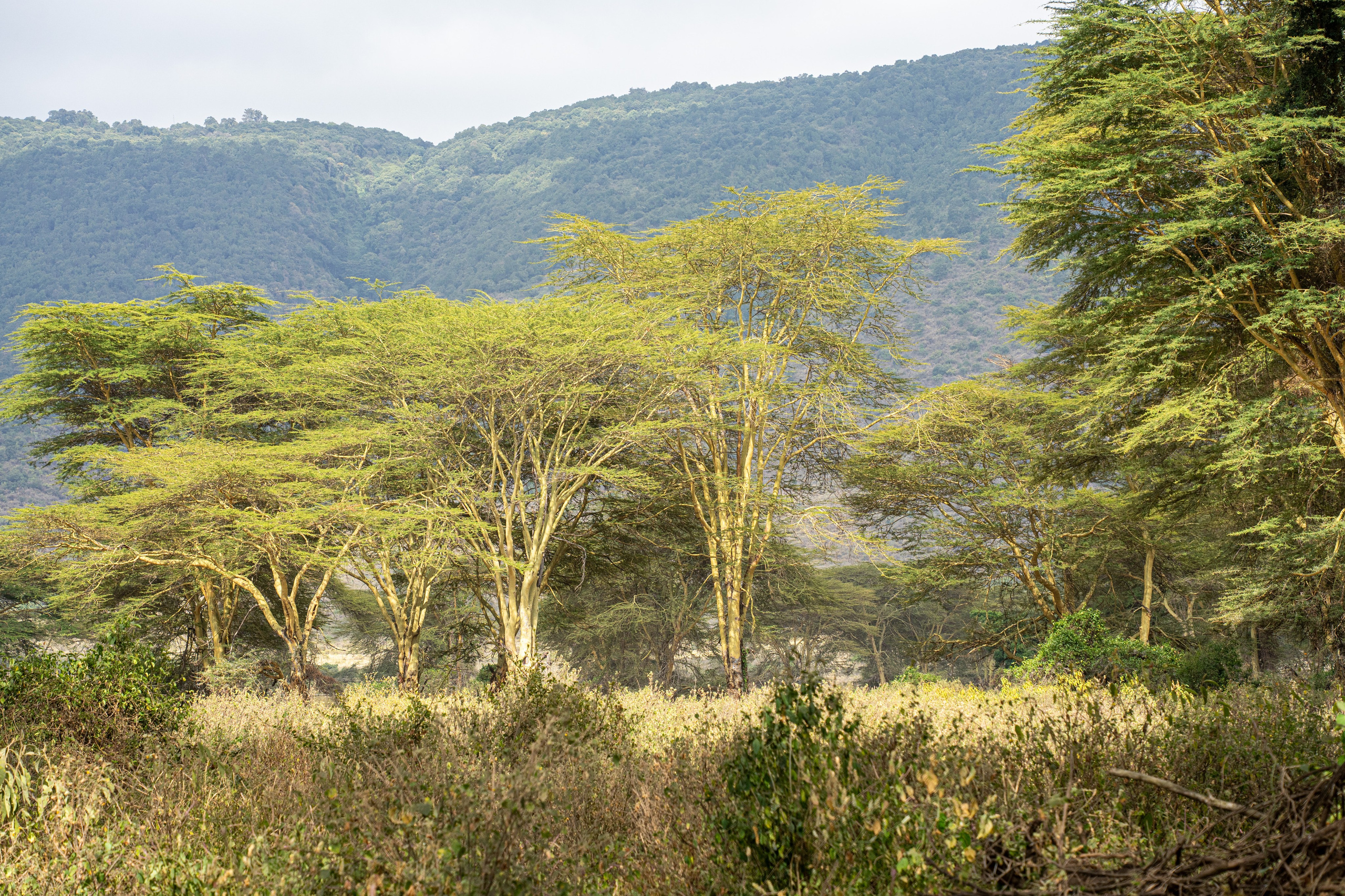 Танзания, сафари, 2025. Творческие сьемки