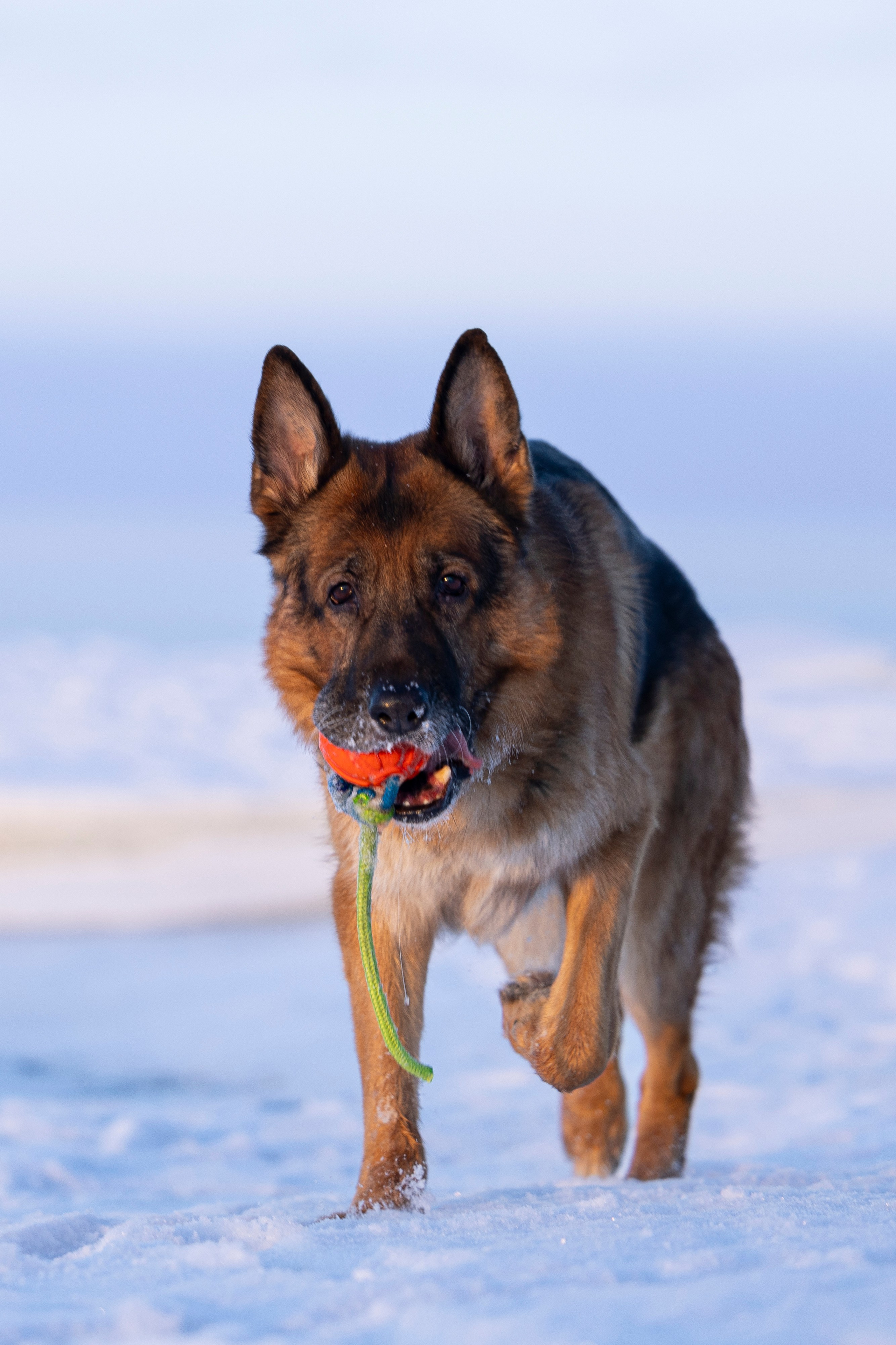 Рейн. Фотограф-анималист Анна Маринич